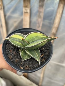 Sansevieria Black Pinguicula, real gallery image #13 plants. Picture taken directly from kaktus.id community Sansevieria farmer green houses.