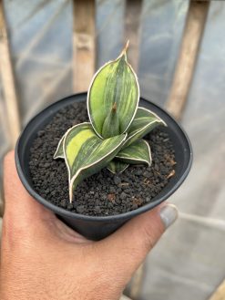 Sansevieria Black Pinguicula, real gallery image #14 plants. Picture taken directly from kaktus.id community Sansevieria farmer green houses.