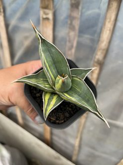 Sansevieria Black Pinguicula, real gallery image #1 plants. Picture taken directly from kaktus.id community Sansevieria farmer green houses.