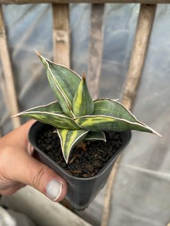 Sansevieria Black Pinguicula, real gallery image #15 plants. Picture taken directly from kaktus.id community Sansevieria farmer green houses.