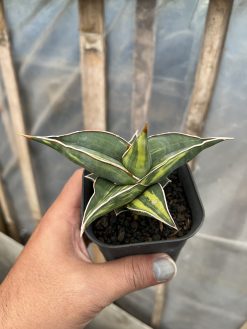 Sansevieria Black Pinguicula, real gallery image #16 plants. Picture taken directly from kaktus.id community Sansevieria farmer green houses.