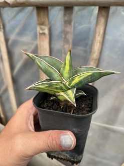 Sansevieria Black Pinguicula, real gallery image #17 plants. Picture taken directly from kaktus.id community Sansevieria farmer green houses.