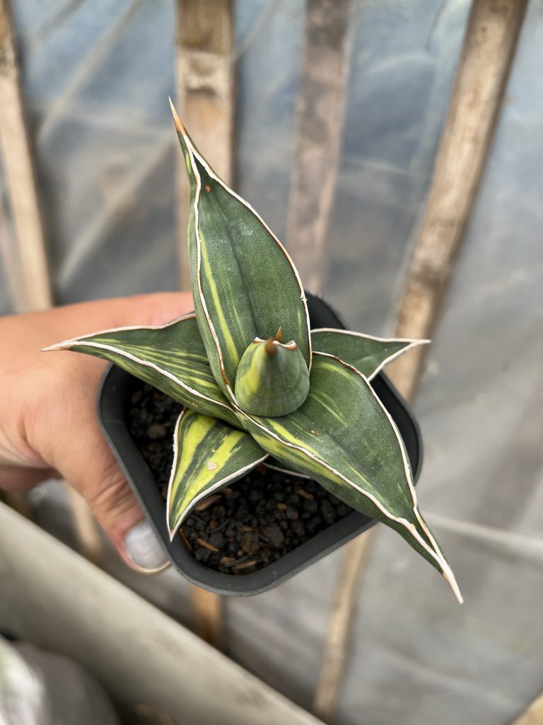kaktus.id