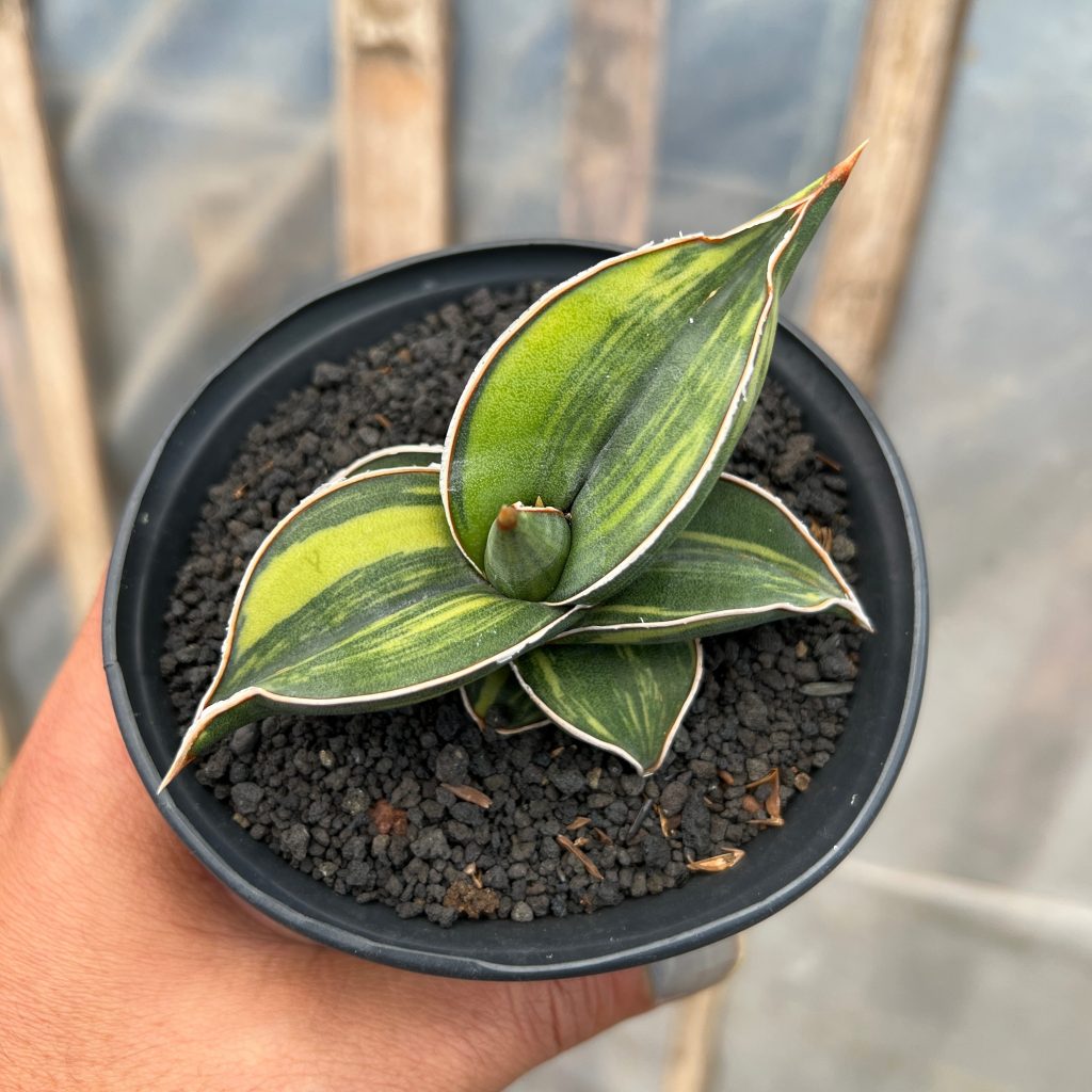 kaktus.id