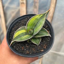 Sansevieria Black Pinguicula, real feature image plant. Picture taken directly from kaktus.id community Sansevieria farmer green houses.