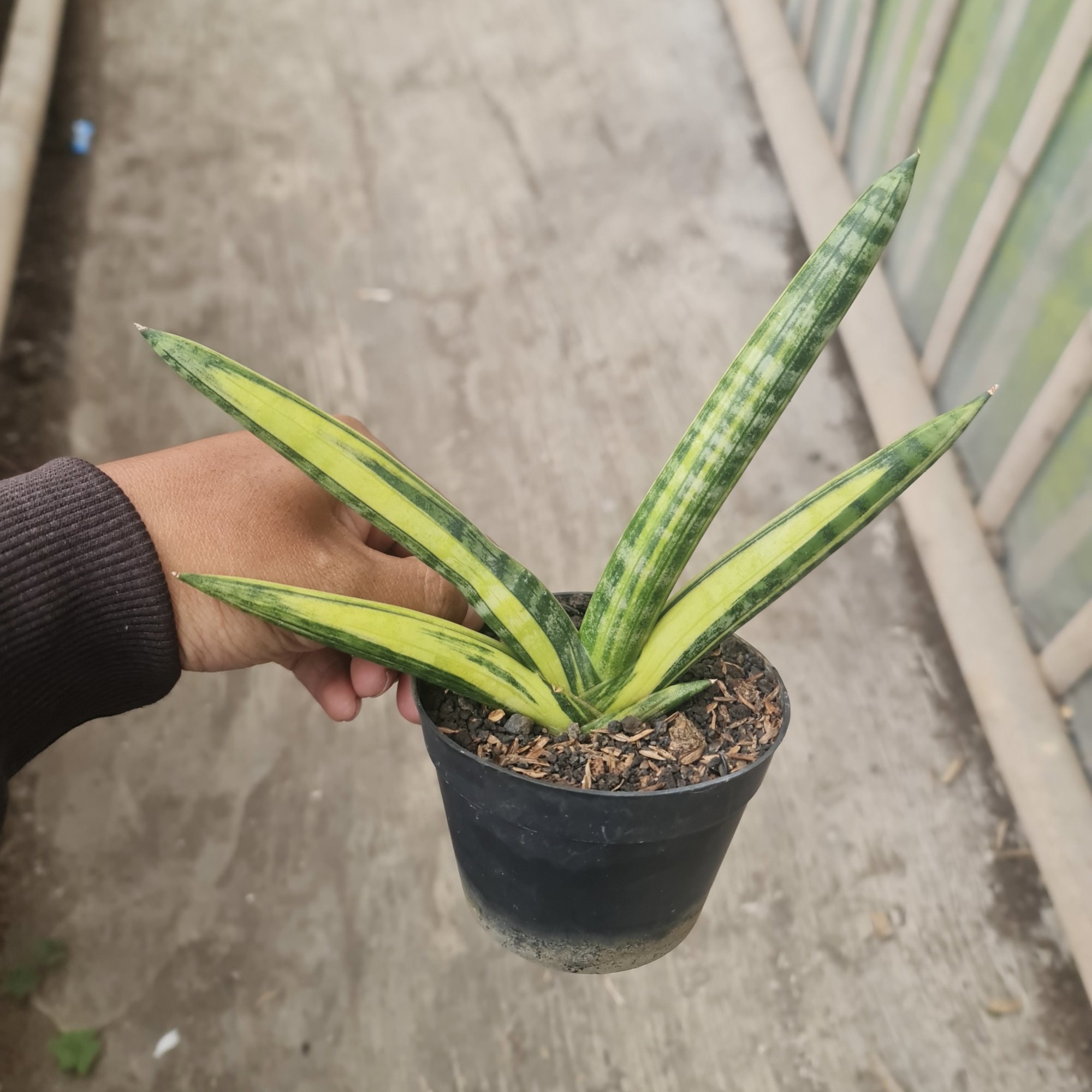 Sansevieria Boncel Variegated size 14 cm, real feature image plant. Picture taken directly from kaktus.id community Sansevieria farmer green houses.