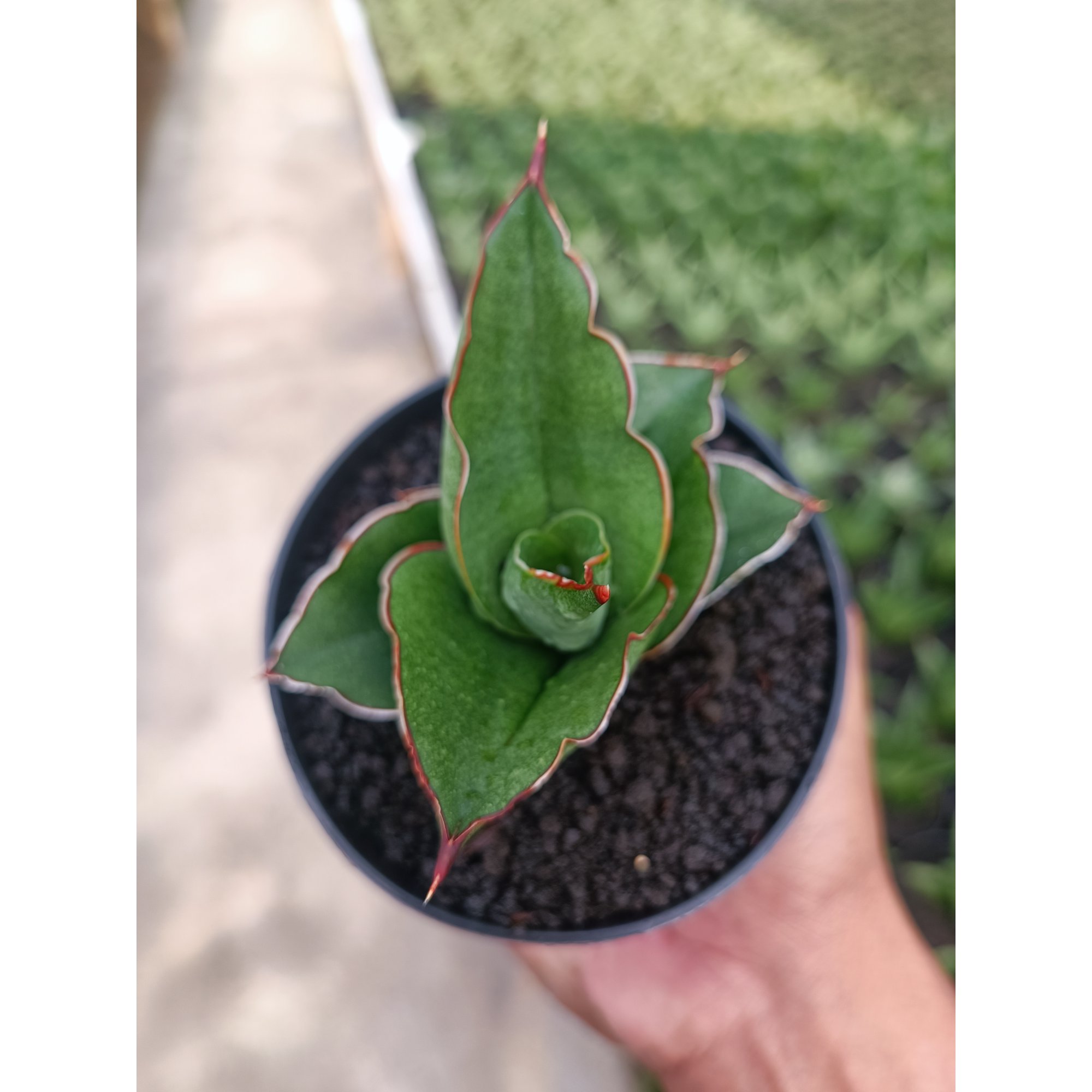 Sansevieria Brother, real feature image plant. Picture taken directly from kaktus.id community Sansevieria farmer green houses.