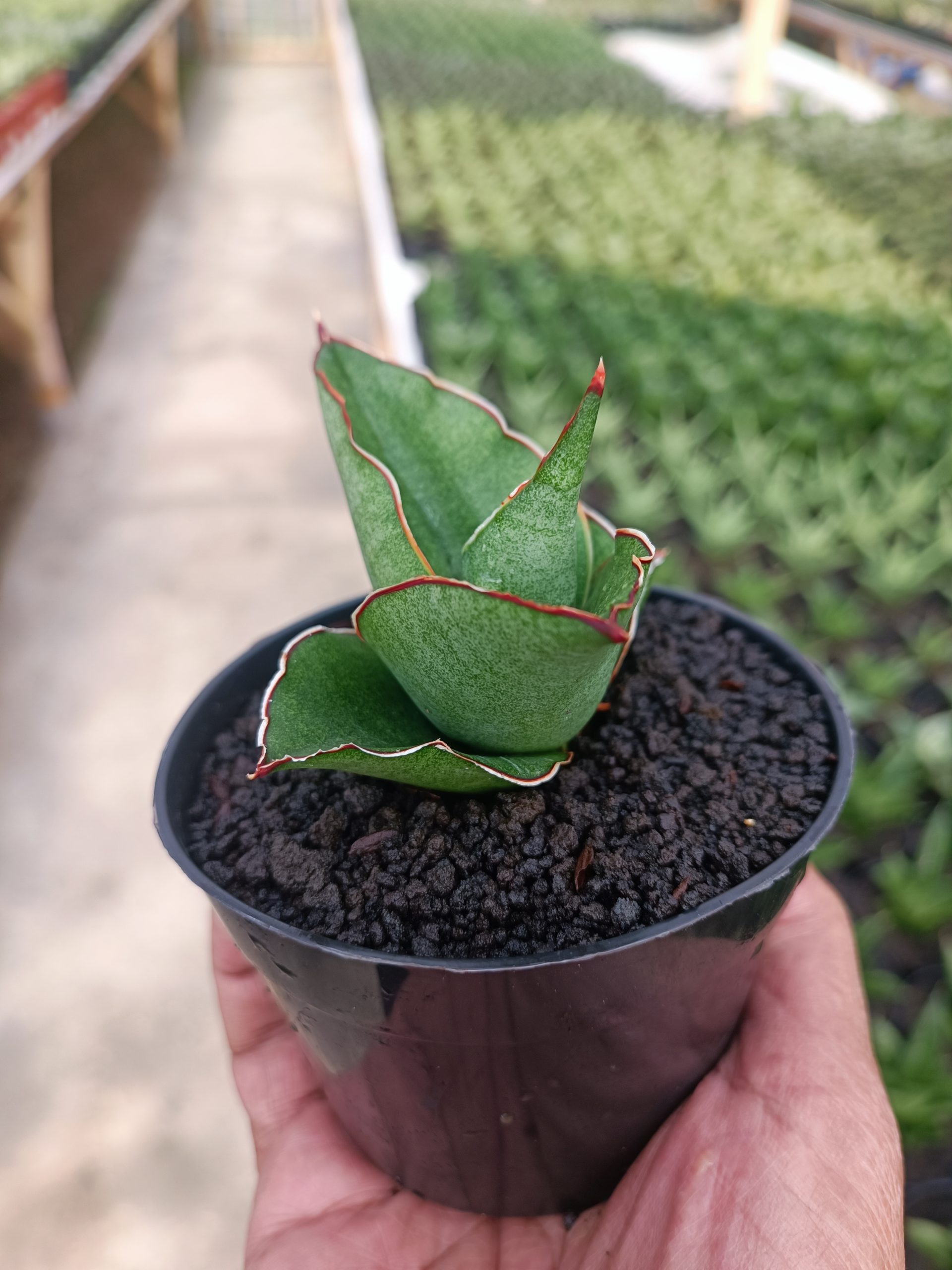 Sansevieria Brother, real gallery image #1 plants. Picture taken directly from kaktus.id community Sansevieria farmer green houses.