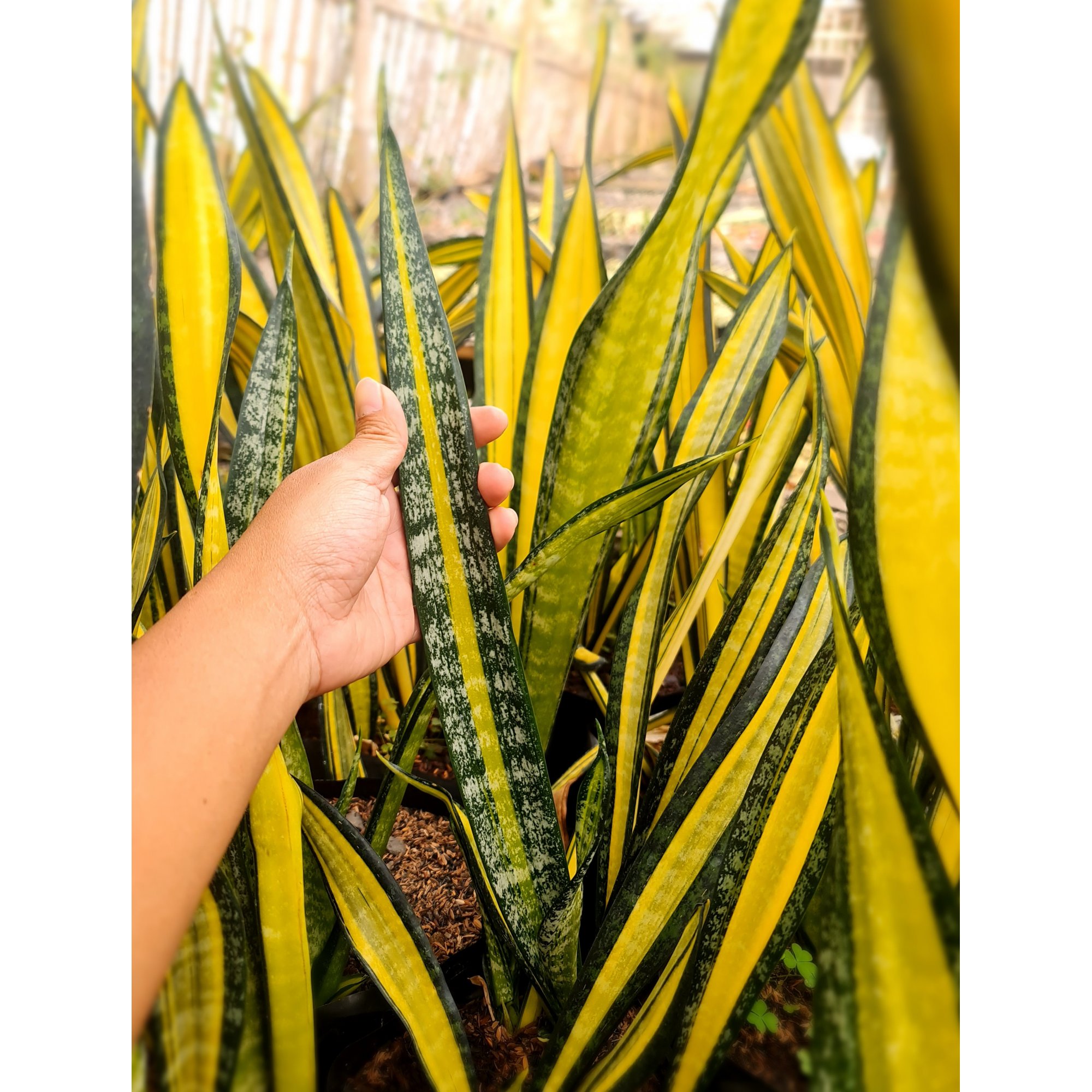 Sansevieria California Mutation, real feature image plant. Picture taken directly from kaktus.id community Sansevieria farmer green houses.