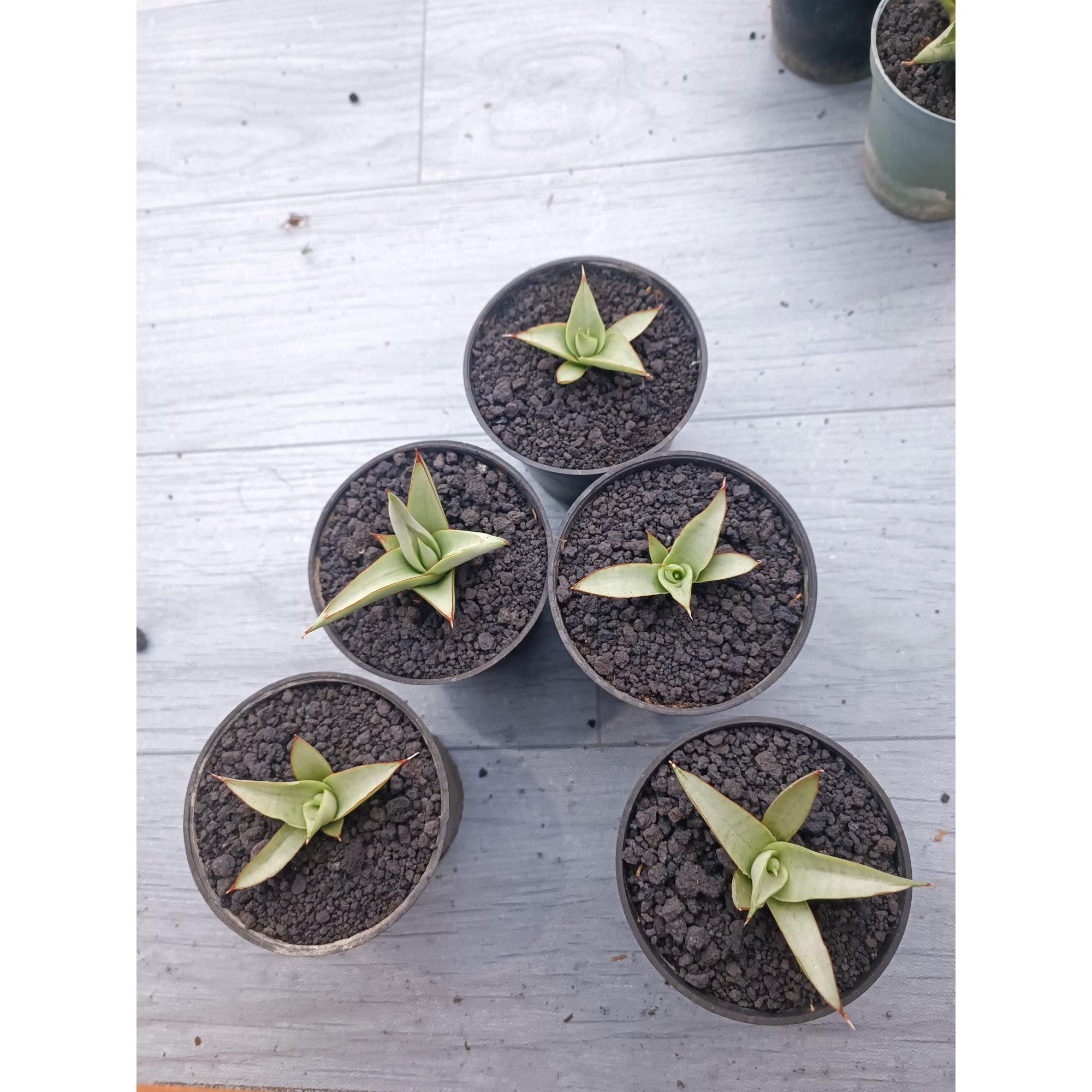 Sansevieria Canin Thorut Size 8 Cm 5 Pcs, real feature image plant. Picture taken directly from kaktus.id community Sansevieria farmer green houses.