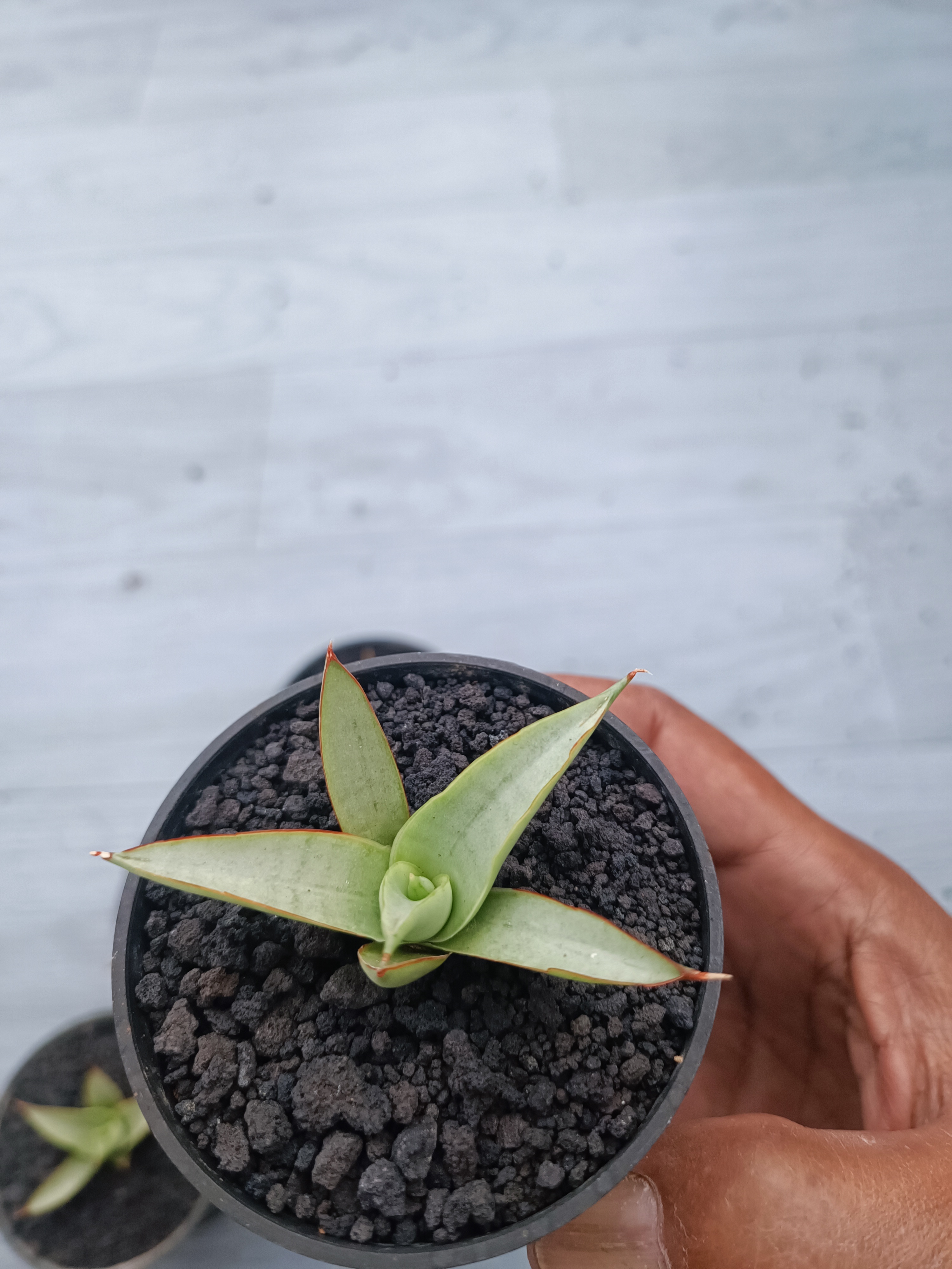 Sansevieria Canin Thorut Size 8 Cm 5 Pcs, real gallery image #1 plants. Picture taken directly from kaktus.id community Sansevieria farmer green houses.