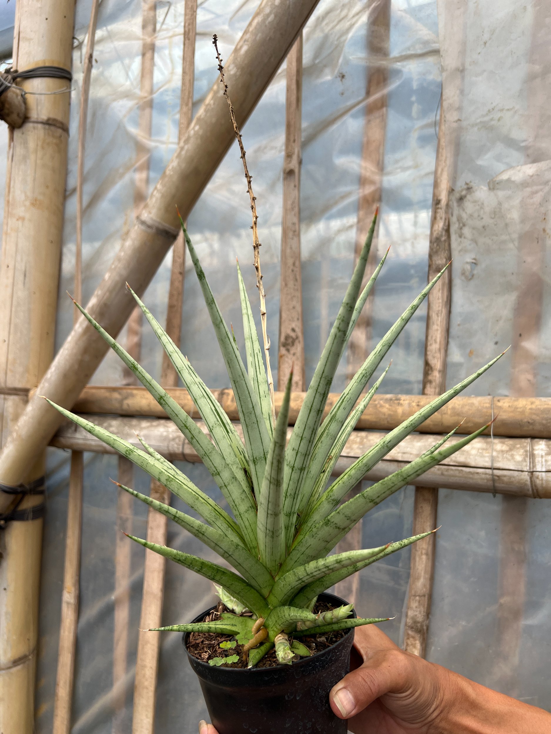 Sansevieria Cinta Size 30 Cm, real gallery image #1 plants. Picture taken directly from kaktus.id community Sansevieria farmer green houses.