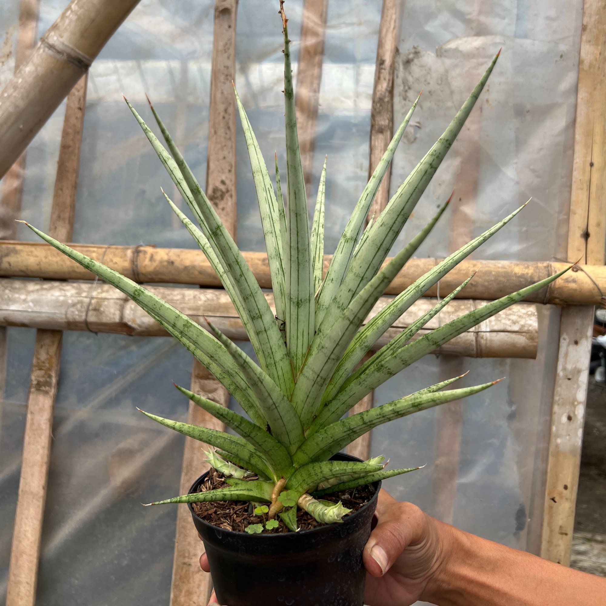 Sansevieria Cinta Size 30 Cm, real feature image plant. Picture taken directly from kaktus.id community Sansevieria farmer green houses.