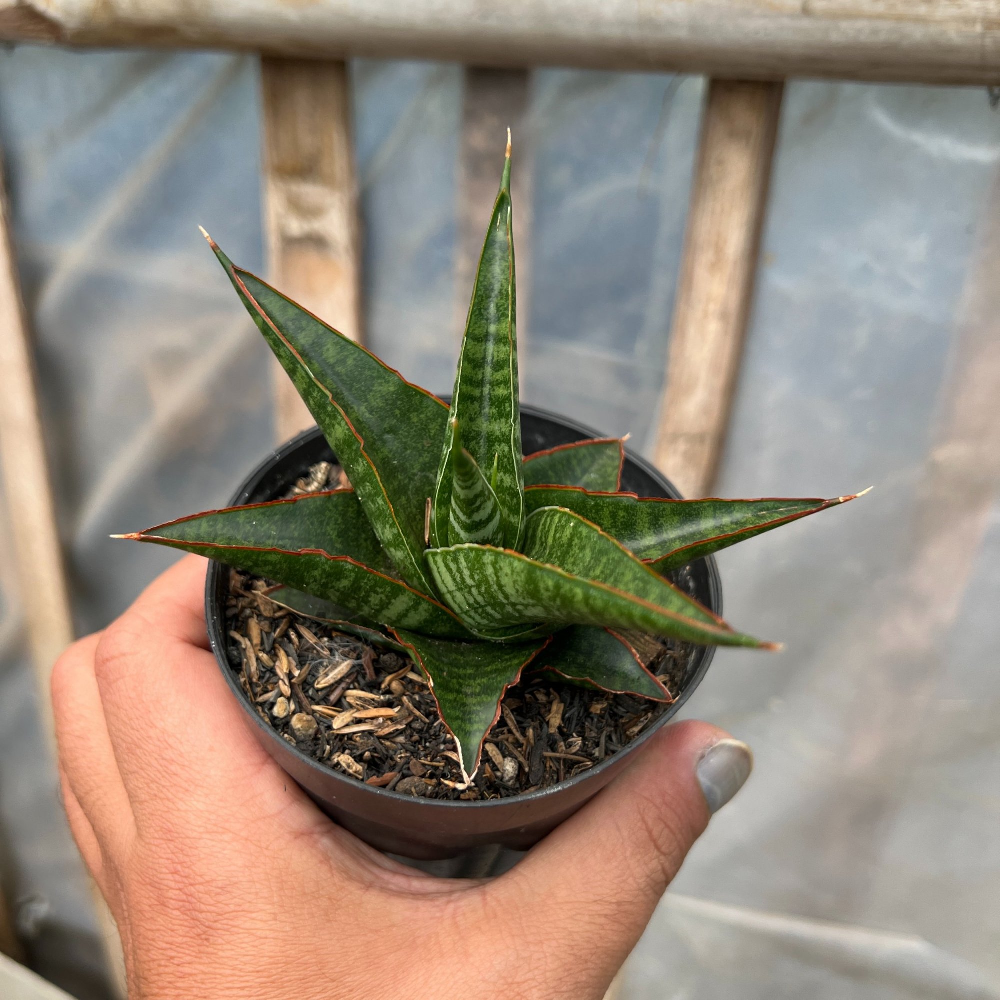 Sansevieria Cordova X Downsi Hybrid, real feature image plant. Picture taken directly from kaktus.id community Sansevieria farmer green houses.
