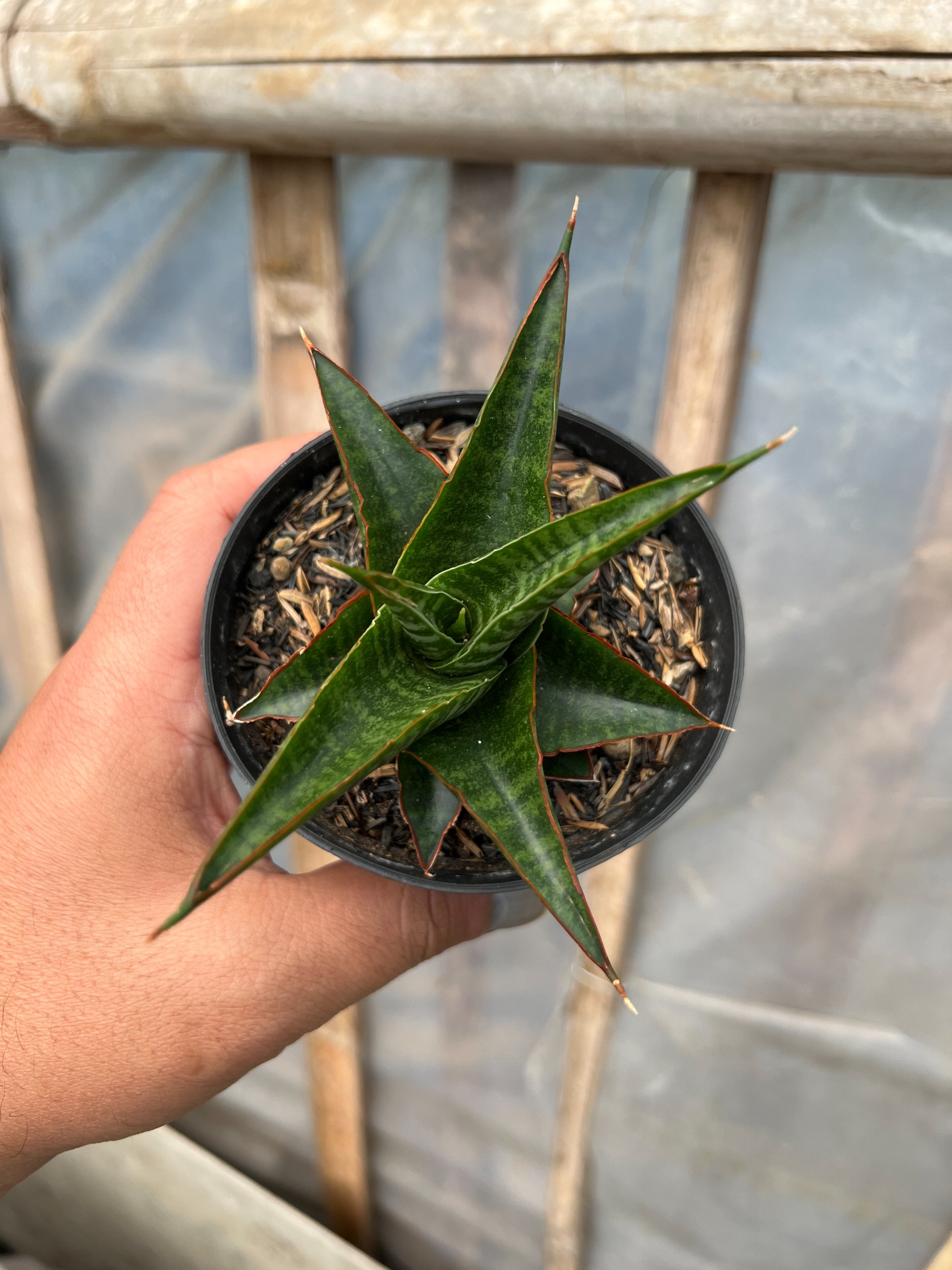 Sansevieria Cordova X Downsi Hybrid, real gallery image #1 plants. Picture taken directly from kaktus.id community Sansevieria farmer green houses.