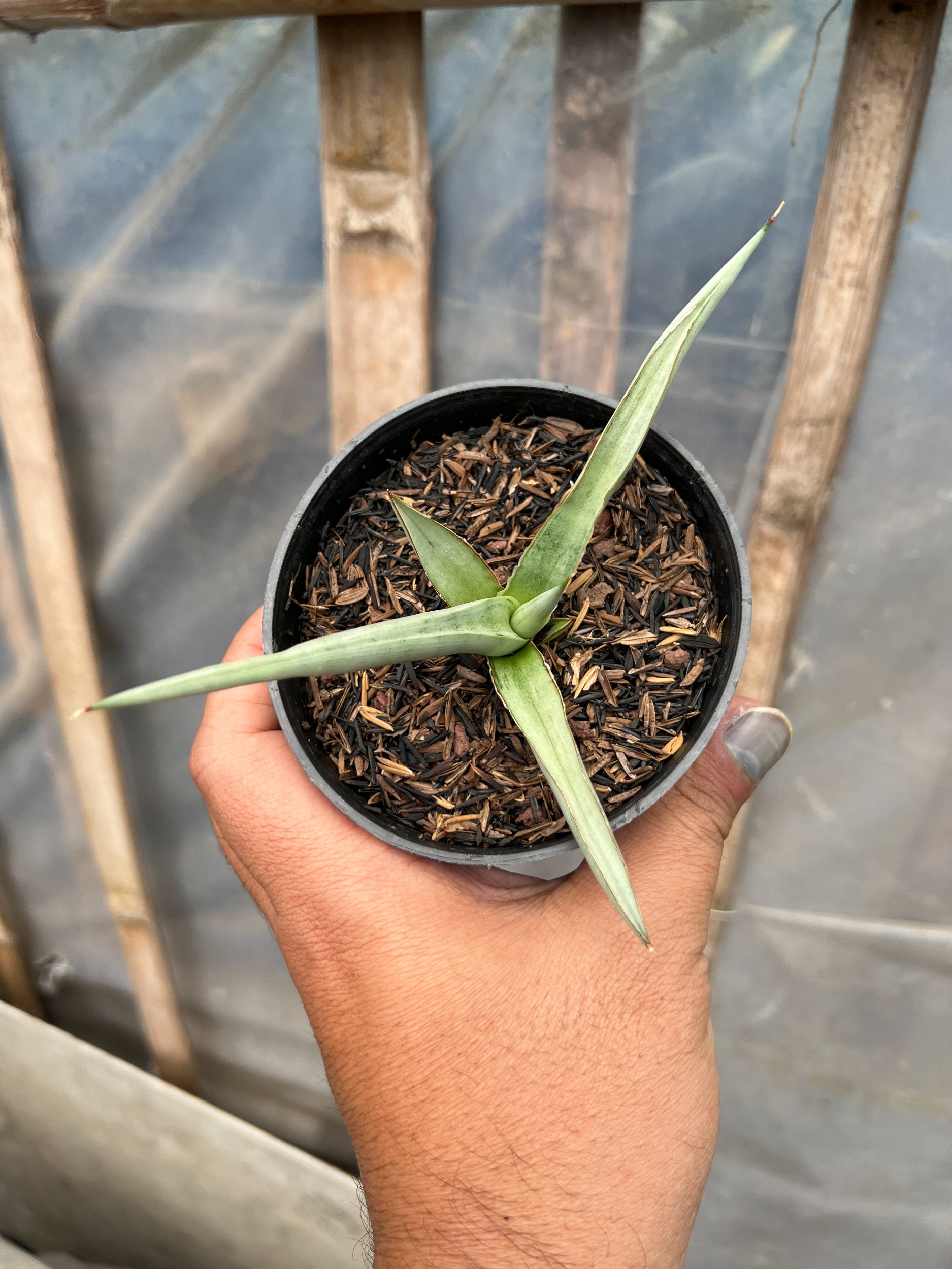 Sansevieria Dancing Dragon size 12 cm, real gallery image #1 plants. Picture taken directly from kaktus.id community Sansevieria farmer green houses.