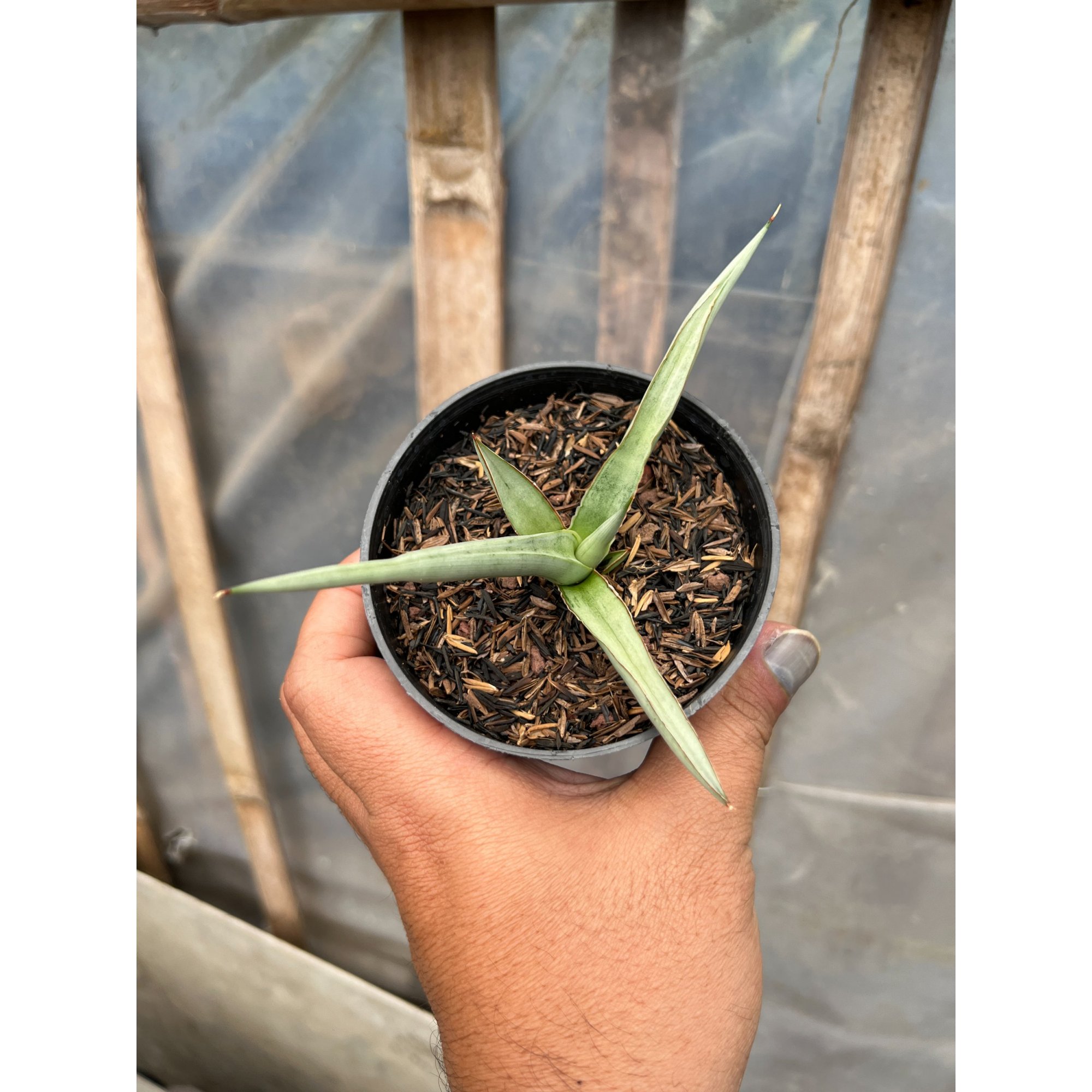 Sansevieria Dancing Dragon size 12 cm, real feature image plant. Picture taken directly from kaktus.id community Sansevieria farmer green houses.