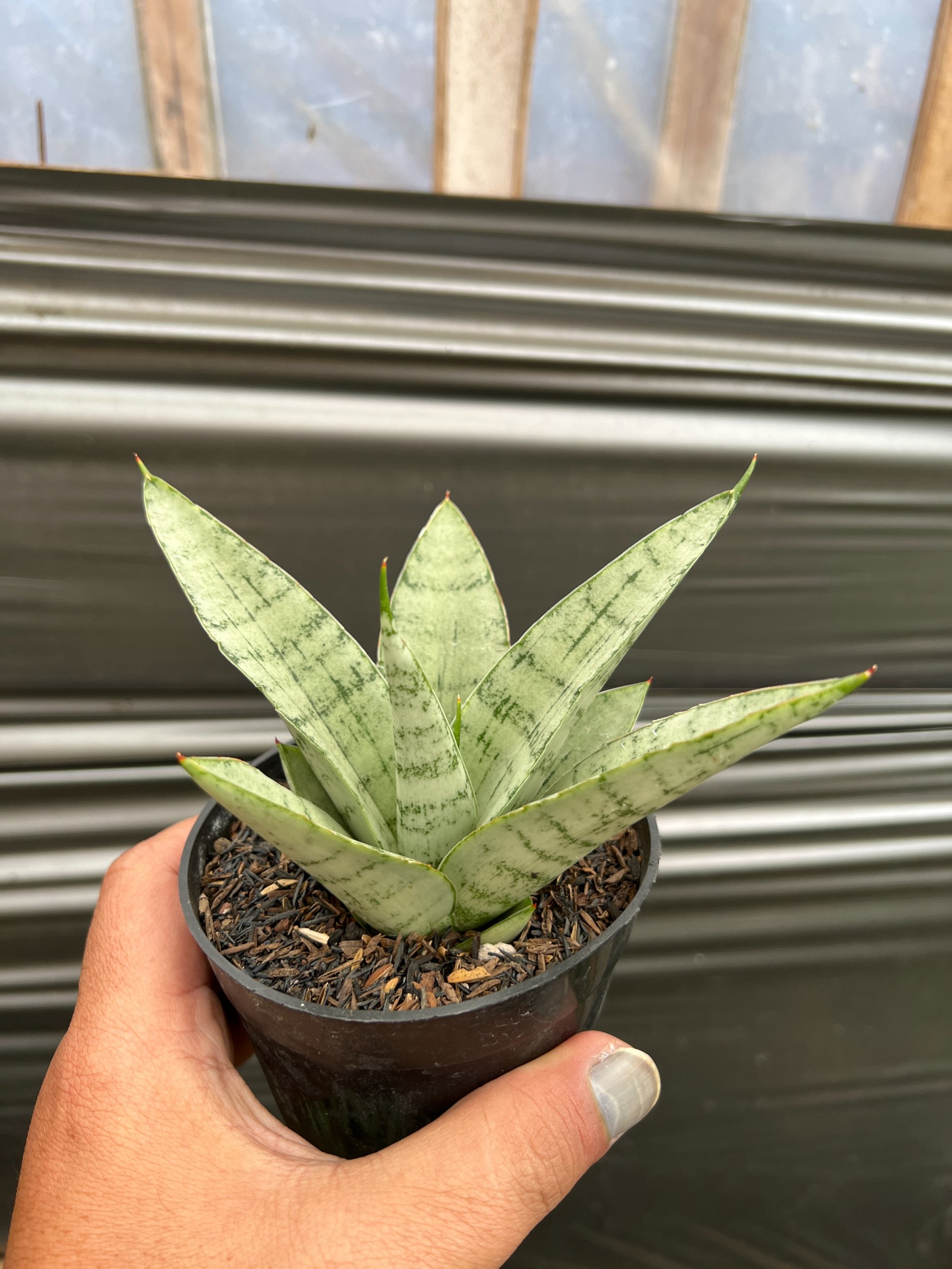 Sansevieria Dewala, real gallery image #1 plants. Picture taken directly from kaktus.id community Sansevieria farmer green houses.