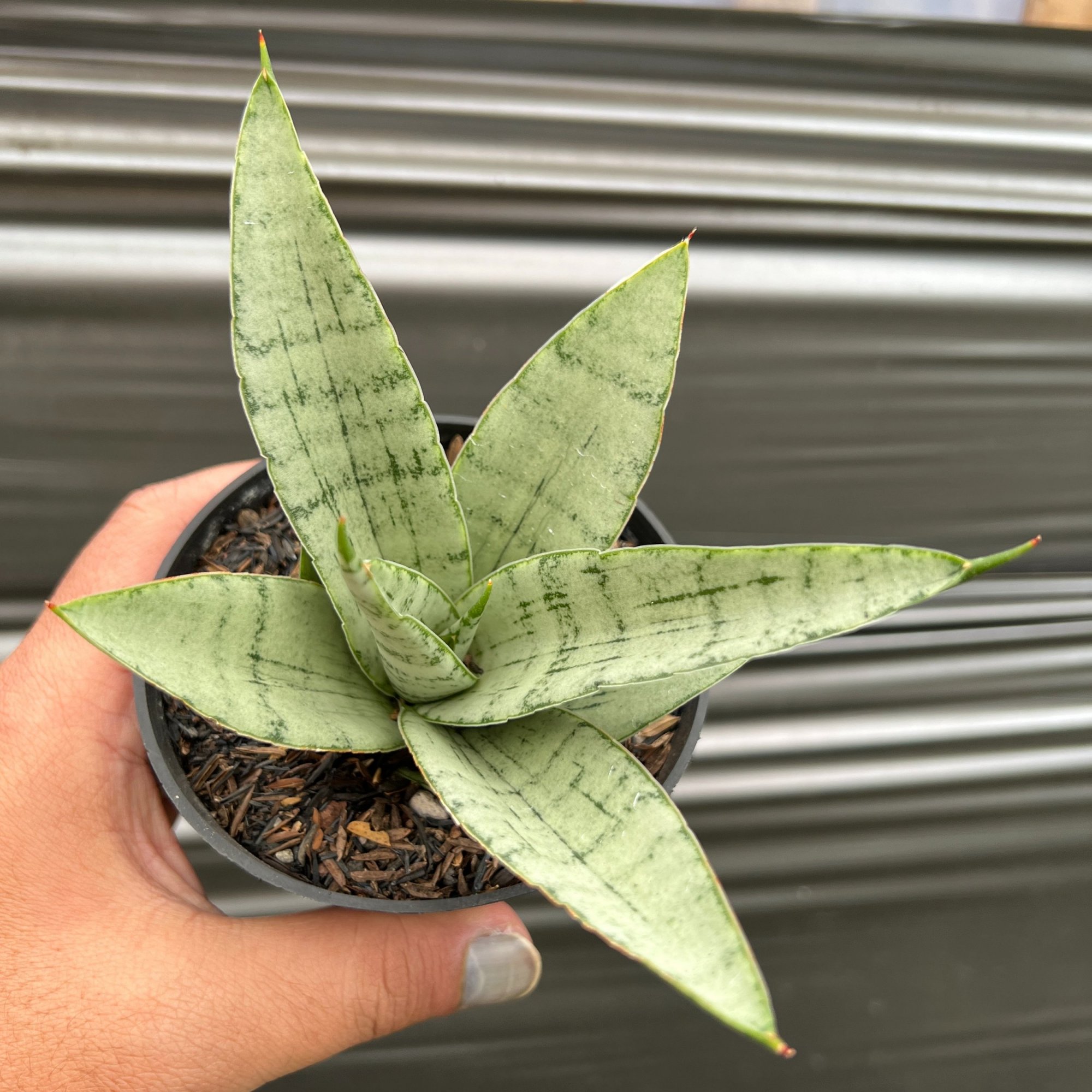 Sansevieria Dewala, real feature image plant. Picture taken directly from kaktus.id community Sansevieria farmer green houses.