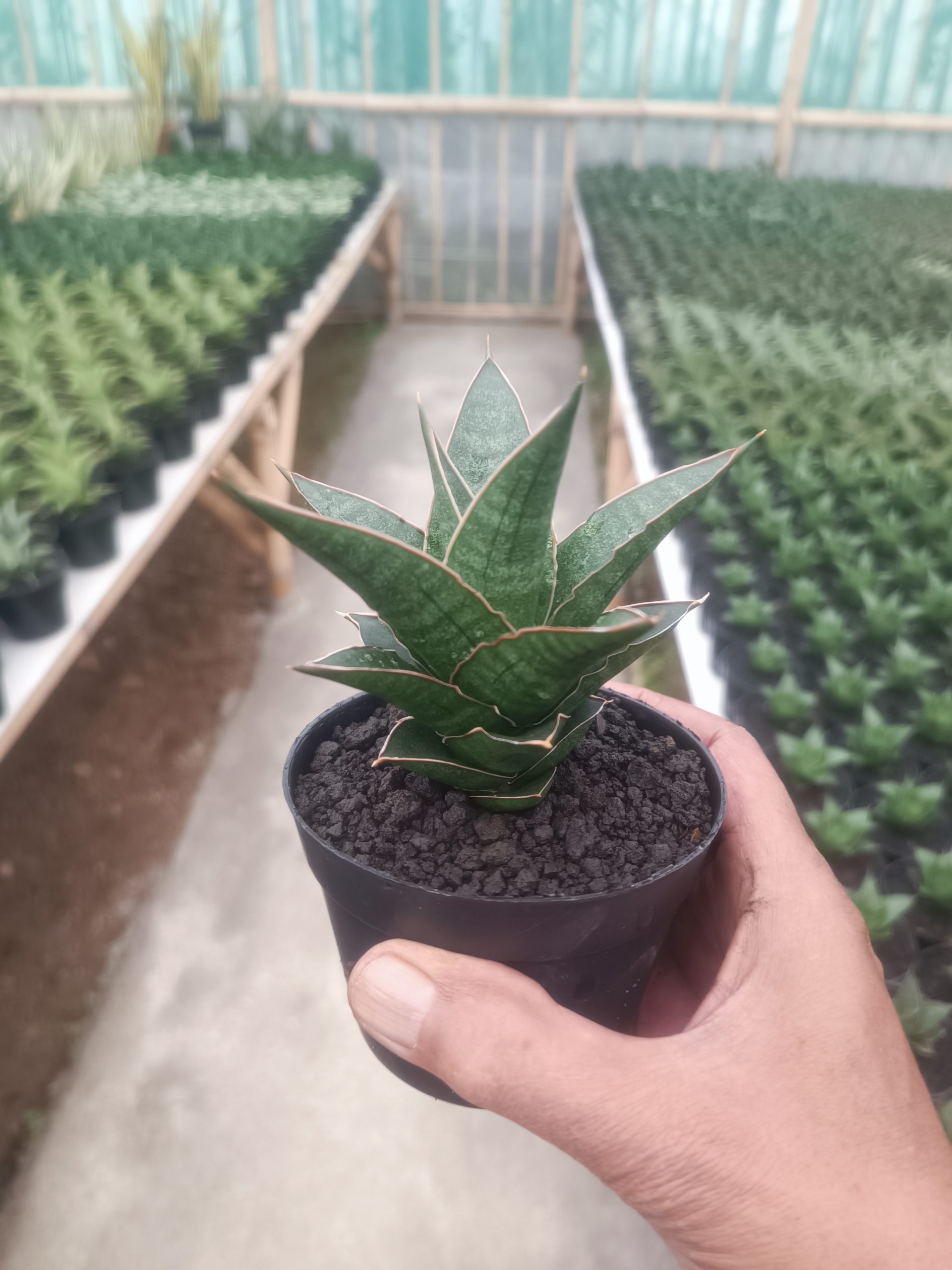 Sansevieria Doys, real gallery image #1 plants. Picture taken directly from kaktus.id community Sansevieria farmer green houses.