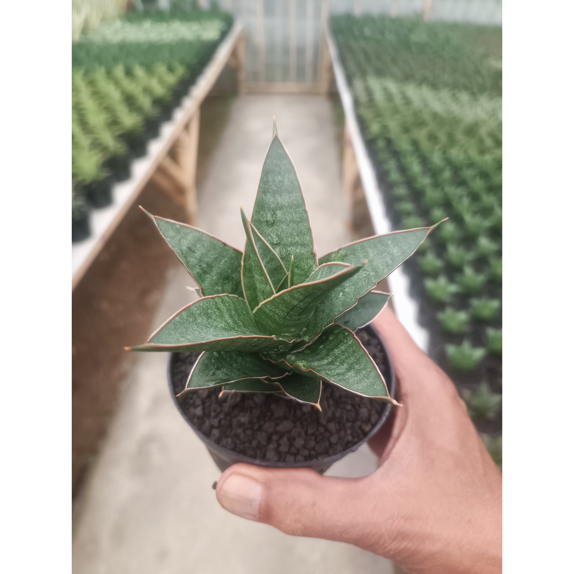 Sansevieria Doys, real feature image plant. Picture taken directly from kaktus.id community Sansevieria farmer green houses.