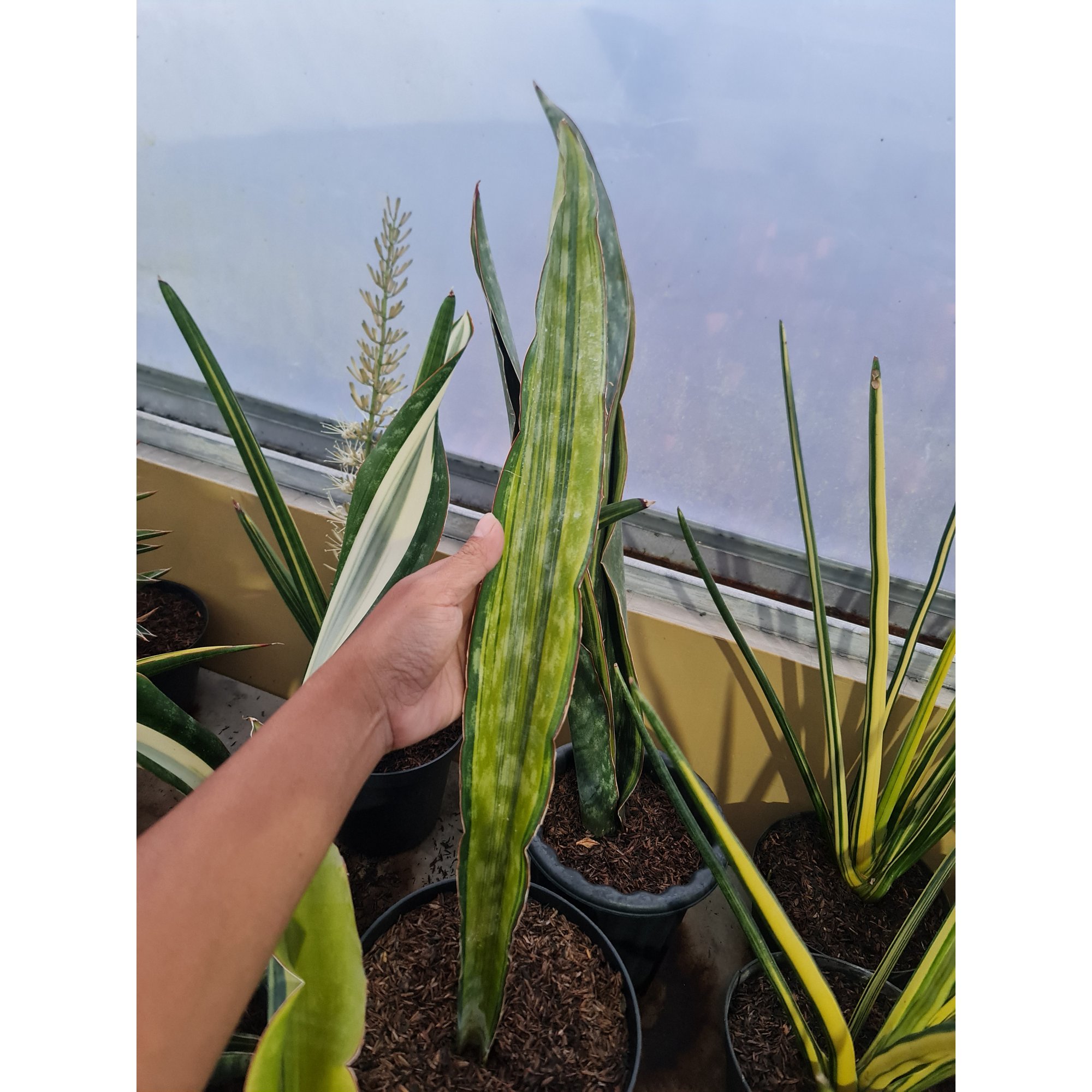 Sansevieria Dragon King Variegated, real feature image plant. Picture taken directly from kaktus.id community Sansevieria farmer green houses.