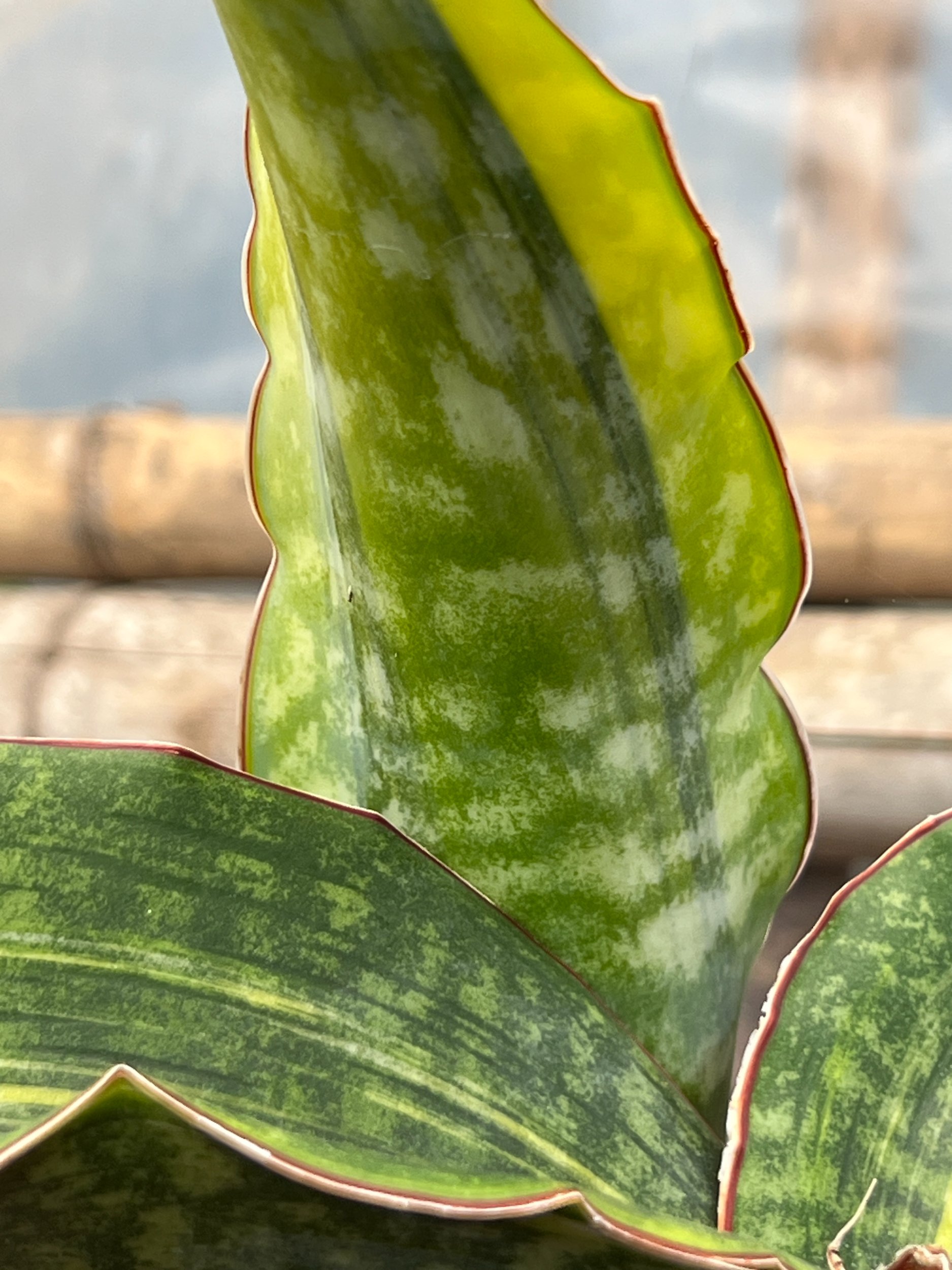 Sansevieria Dragon King Variegated Size 30 Cm, real gallery image #1 plants. Picture taken directly from kaktus.id community Sansevieria farmer green houses.
