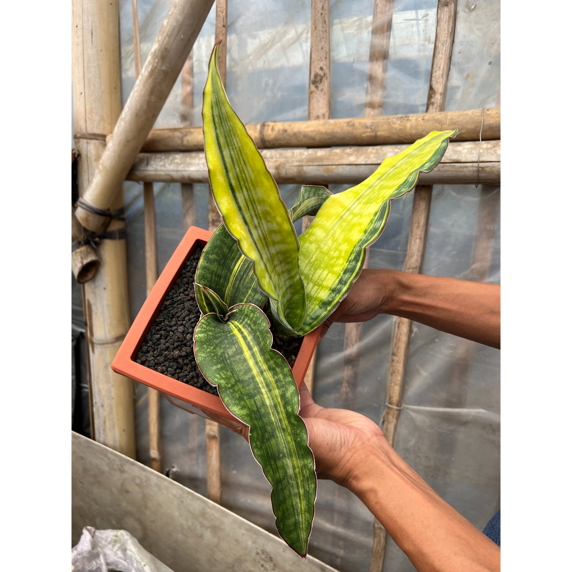 Sansevieria Dragon King Variegated Size 30 Cm, real feature image plant. Picture taken directly from kaktus.id community Sansevieria farmer green houses.