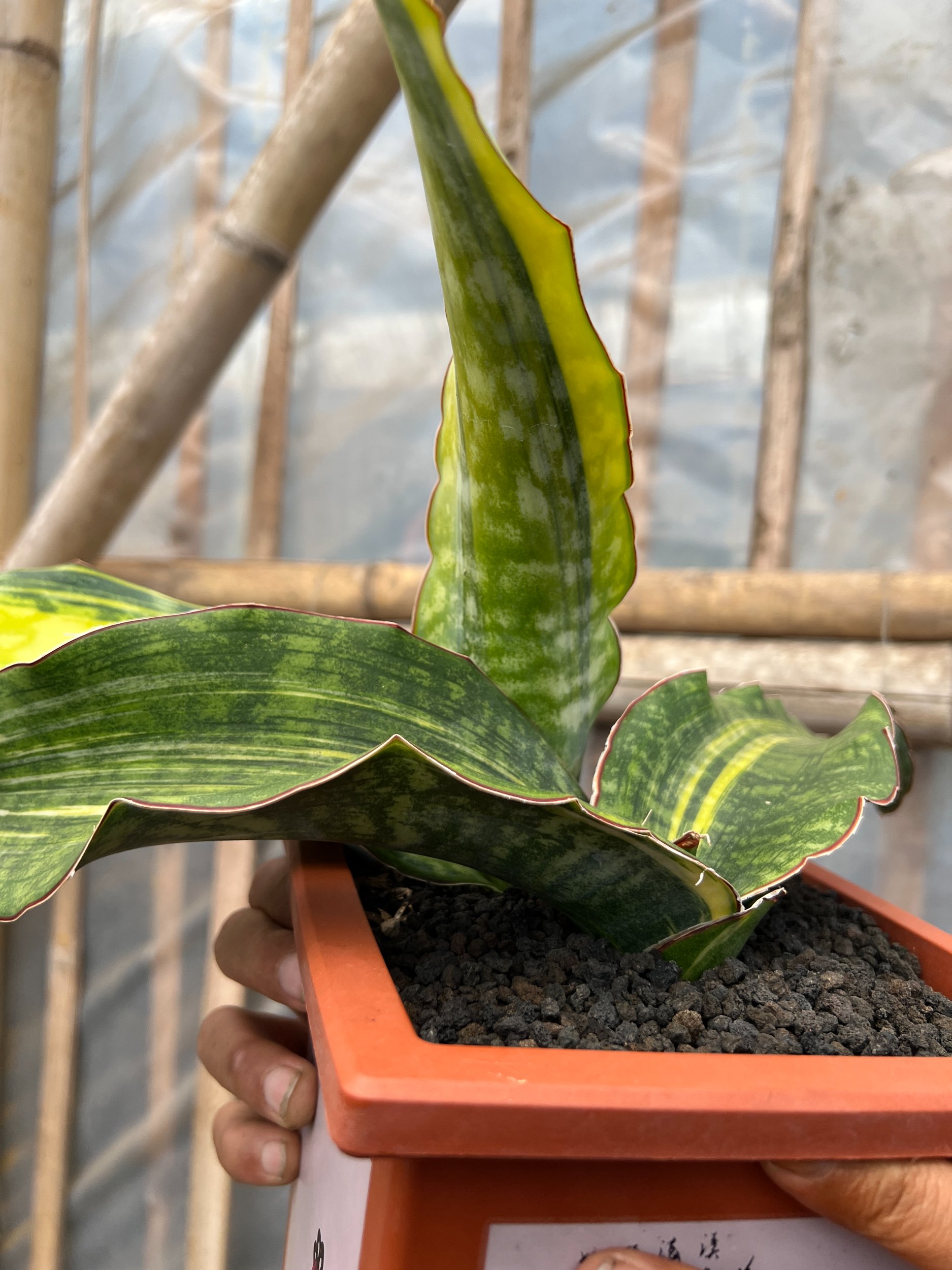 太*郎様 サンスベリア Dragon King variegated Sansevieria Dragon King Variegated Size 30 Cm For Sale - Real
