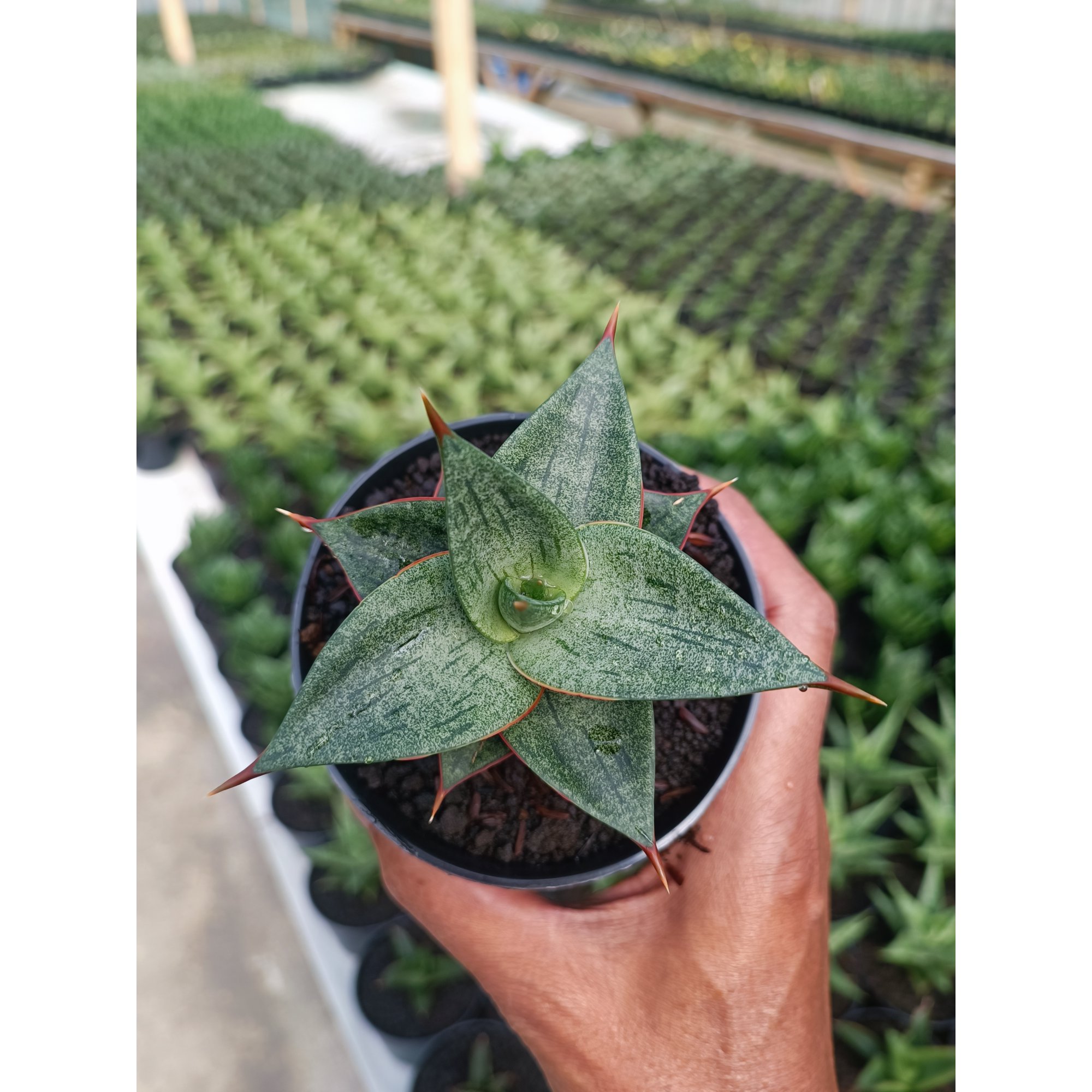 Sansevieria Dulcis, real feature image plant. Picture taken directly from kaktus.id community Sansevieria farmer green houses.