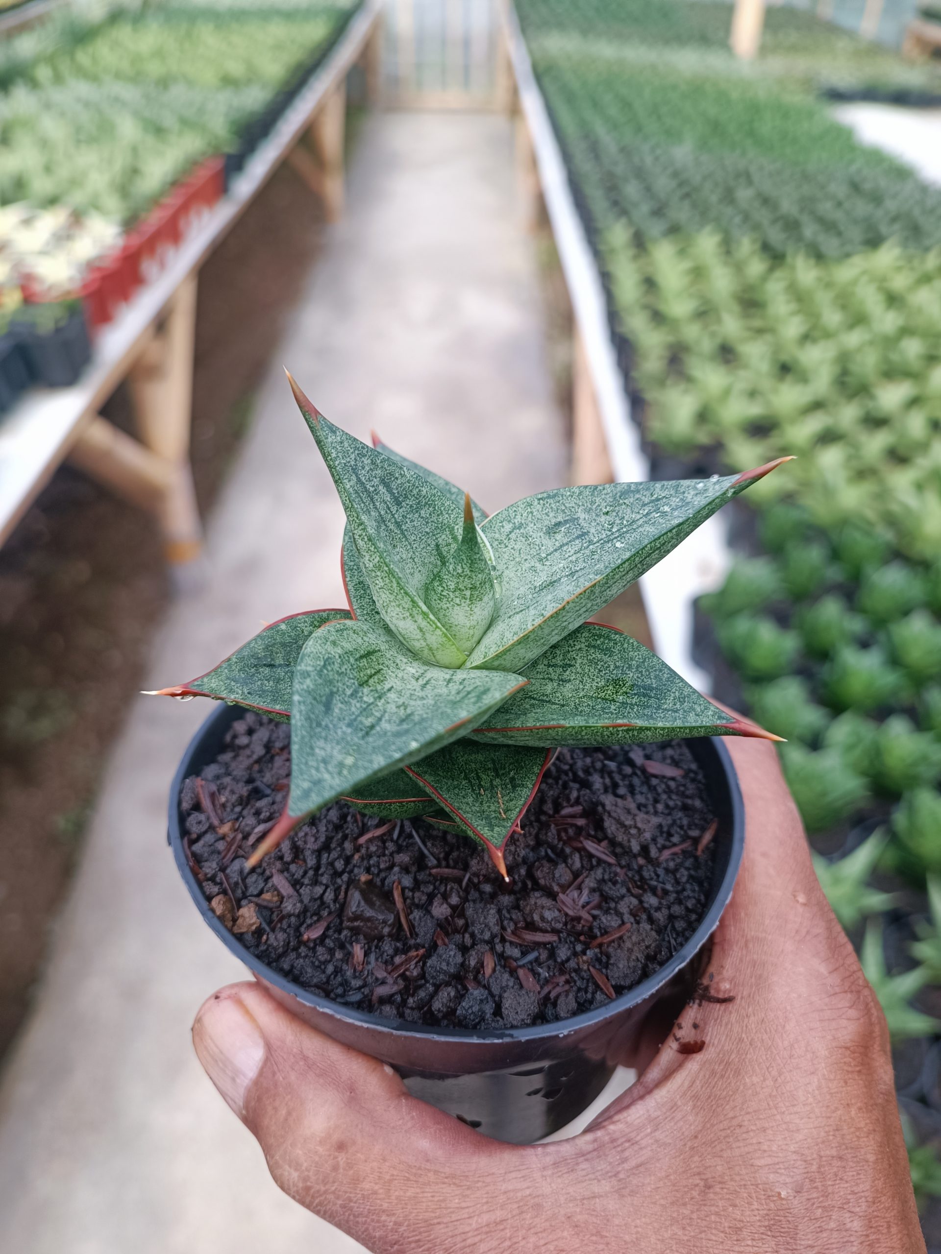 Sansevieria Dulcis, real gallery image #1 plants. Picture taken directly from kaktus.id community Sansevieria farmer green houses.