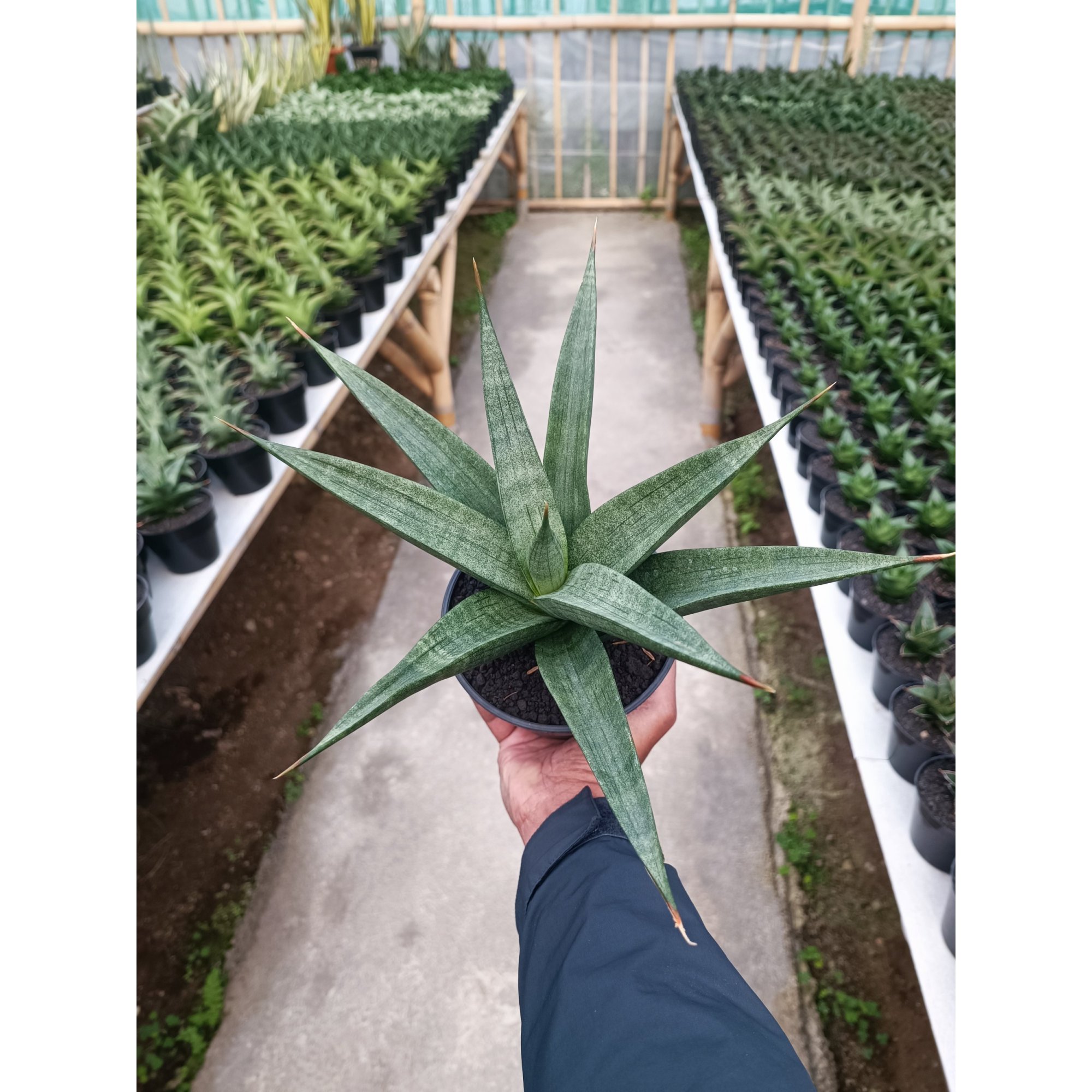 Sansevieria Dulcis size 25 cm, real feature image plant. Picture taken directly from kaktus.id community Sansevieria farmer green houses.