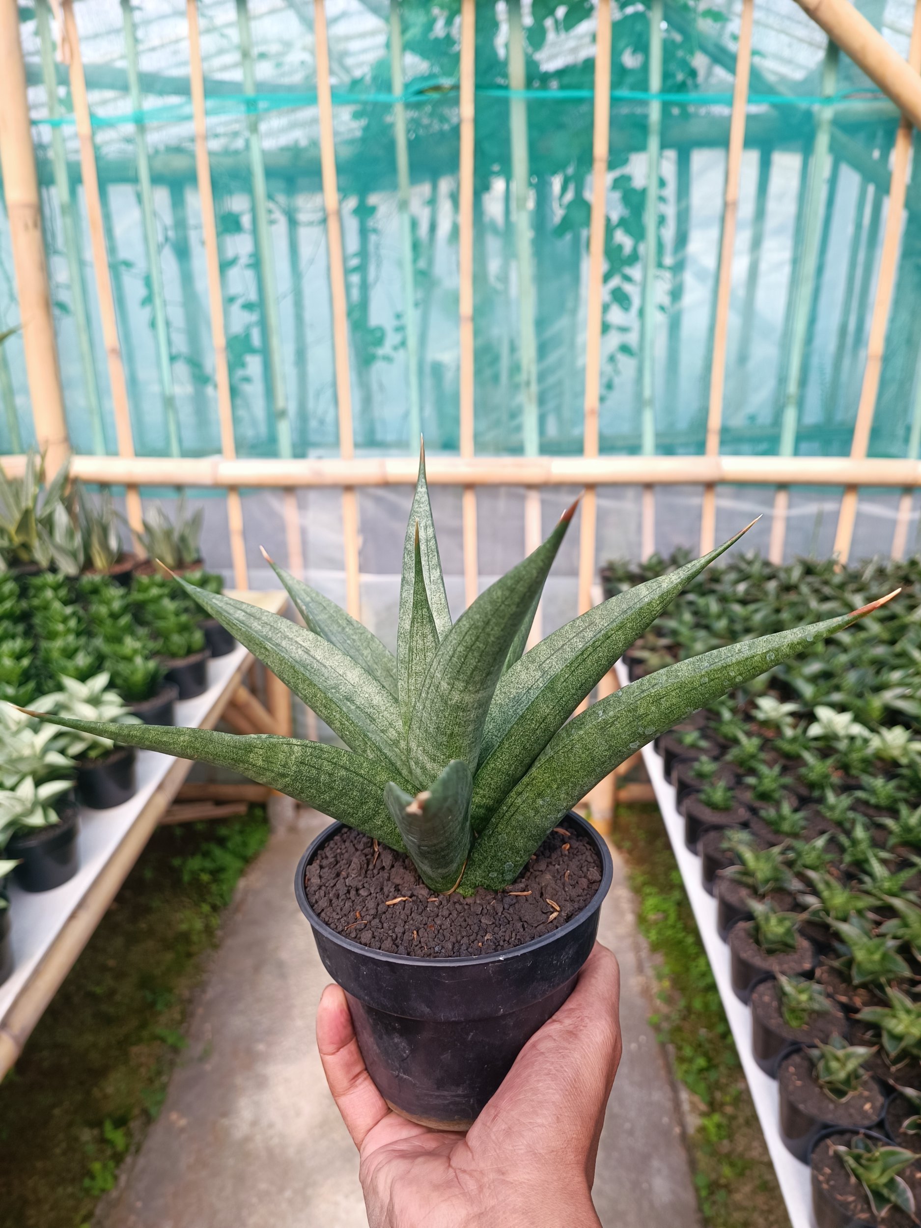 Sansevieria Dulcis size 25 cm, real gallery image #1 plants. Picture taken directly from kaktus.id community Sansevieria farmer green houses.