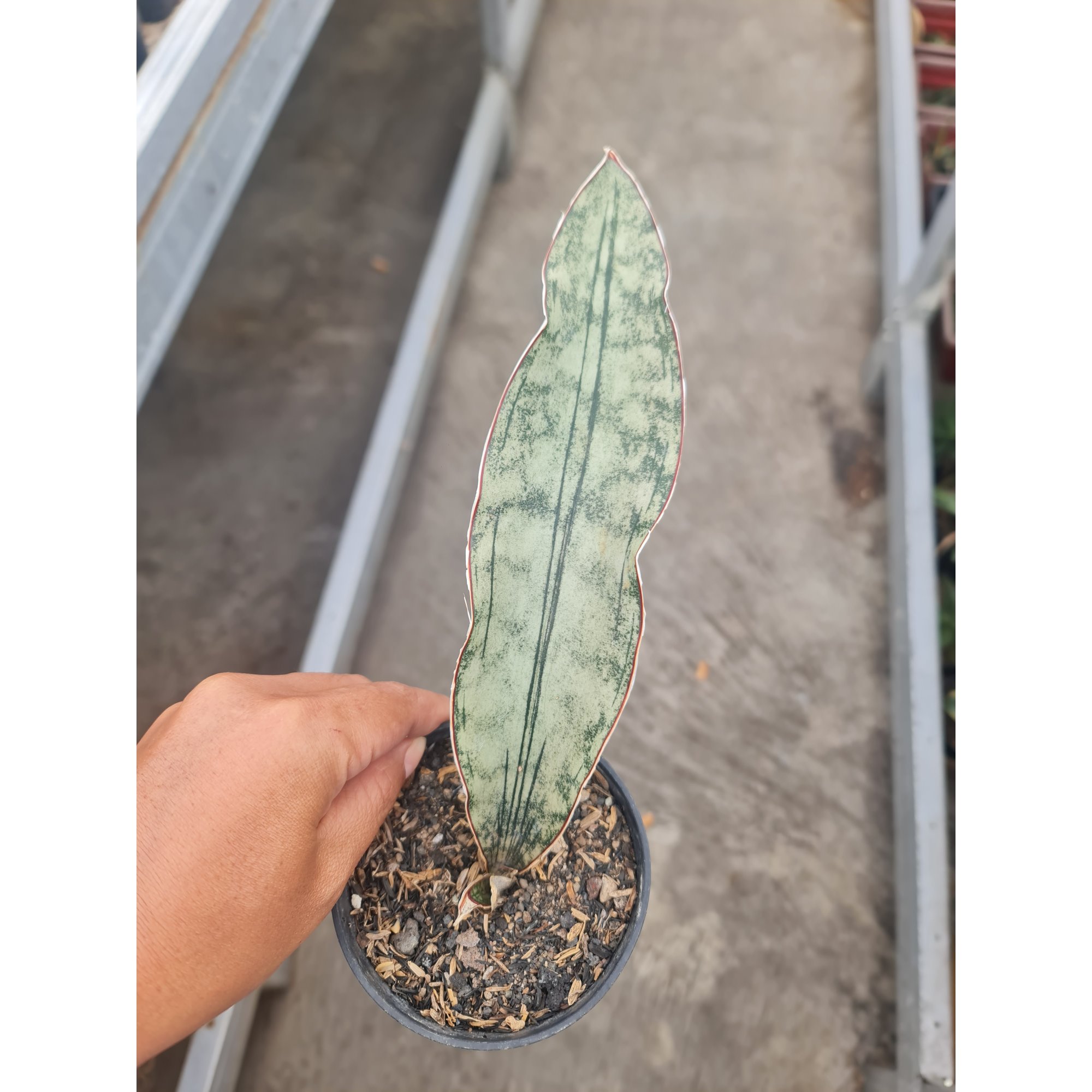 Sansevieria Eleanor White Nena, real feature image plant. Picture taken directly from kaktus.id community Sansevieria farmer green houses.
