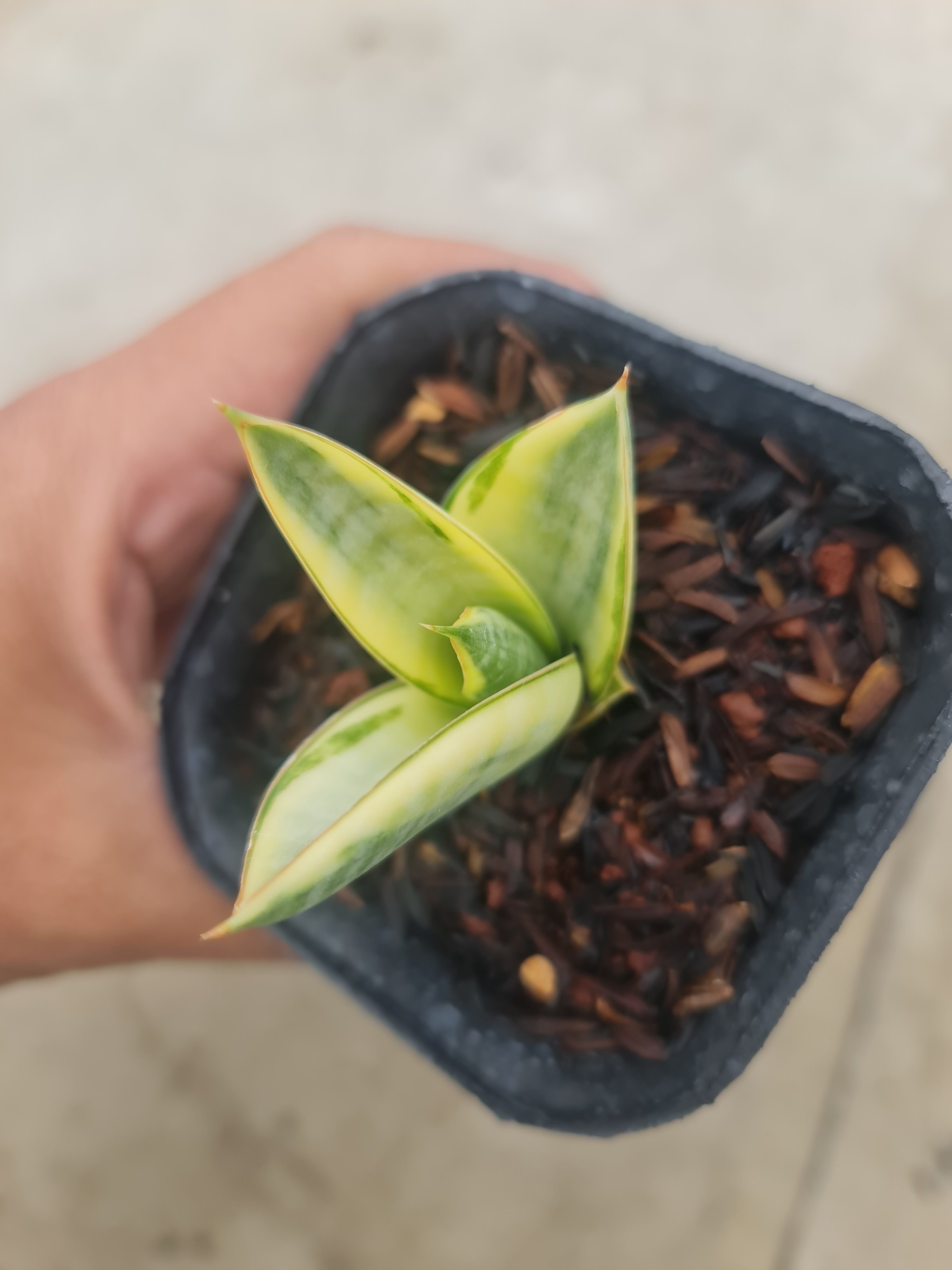 Sansevieria Ferro, real gallery image #1 plants. Picture taken directly from kaktus.id community Sansevieria farmer green houses.