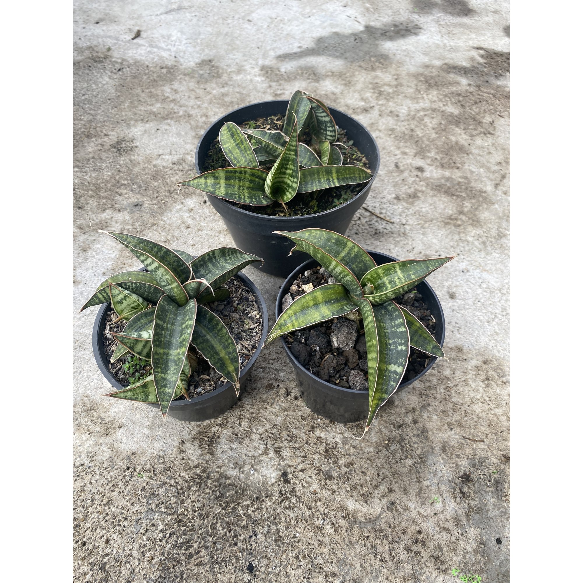 Sansevieria Fischeri Black Variegated size 11 cm, real feature image plant. Picture taken directly from kaktus.id community Sansevieria farmer green houses.