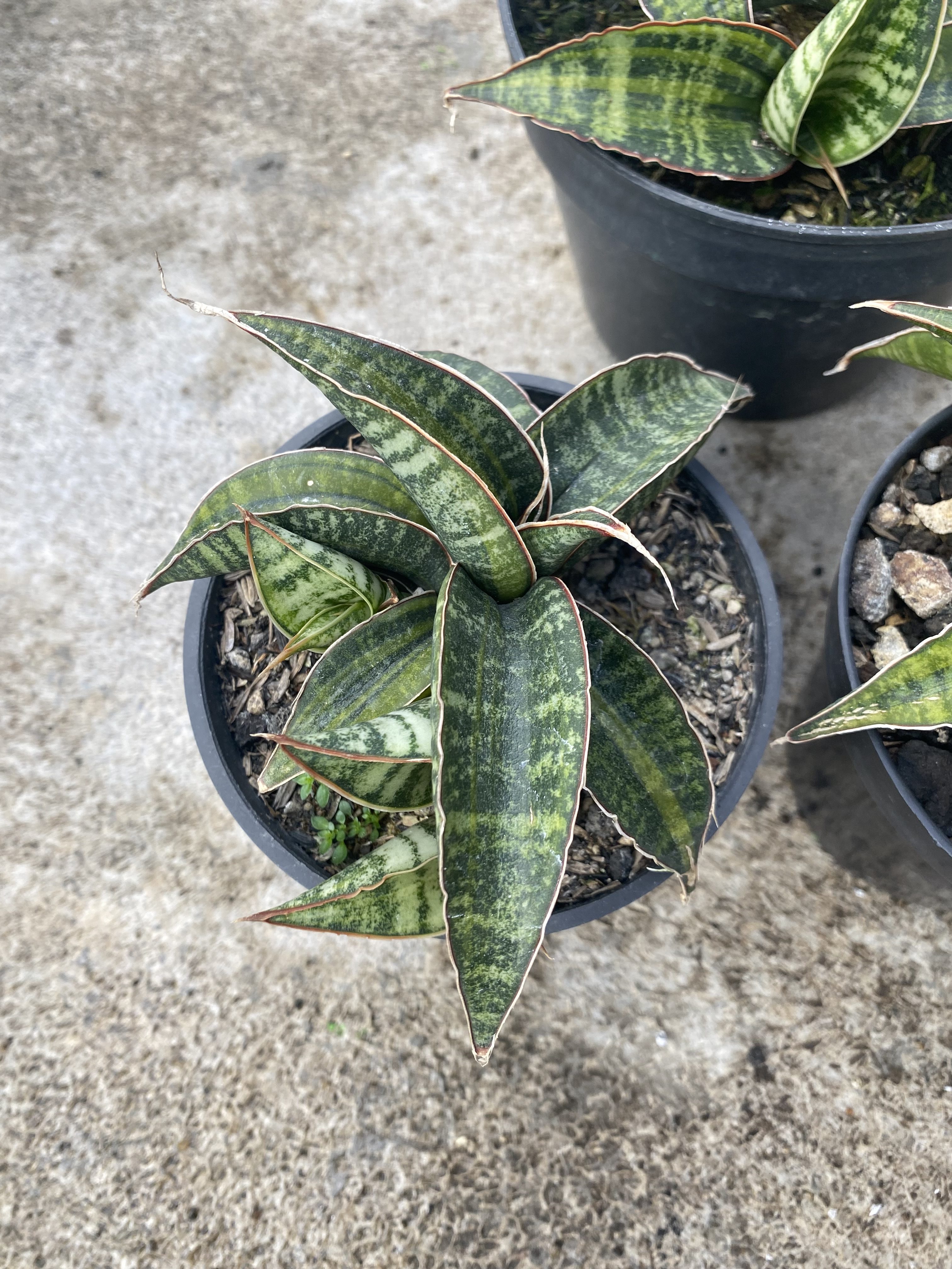 Sansevieria Fischeri Black Variegated size 11 cm, real gallery image #1 plants. Picture taken directly from kaktus.id community Sansevieria farmer green houses.