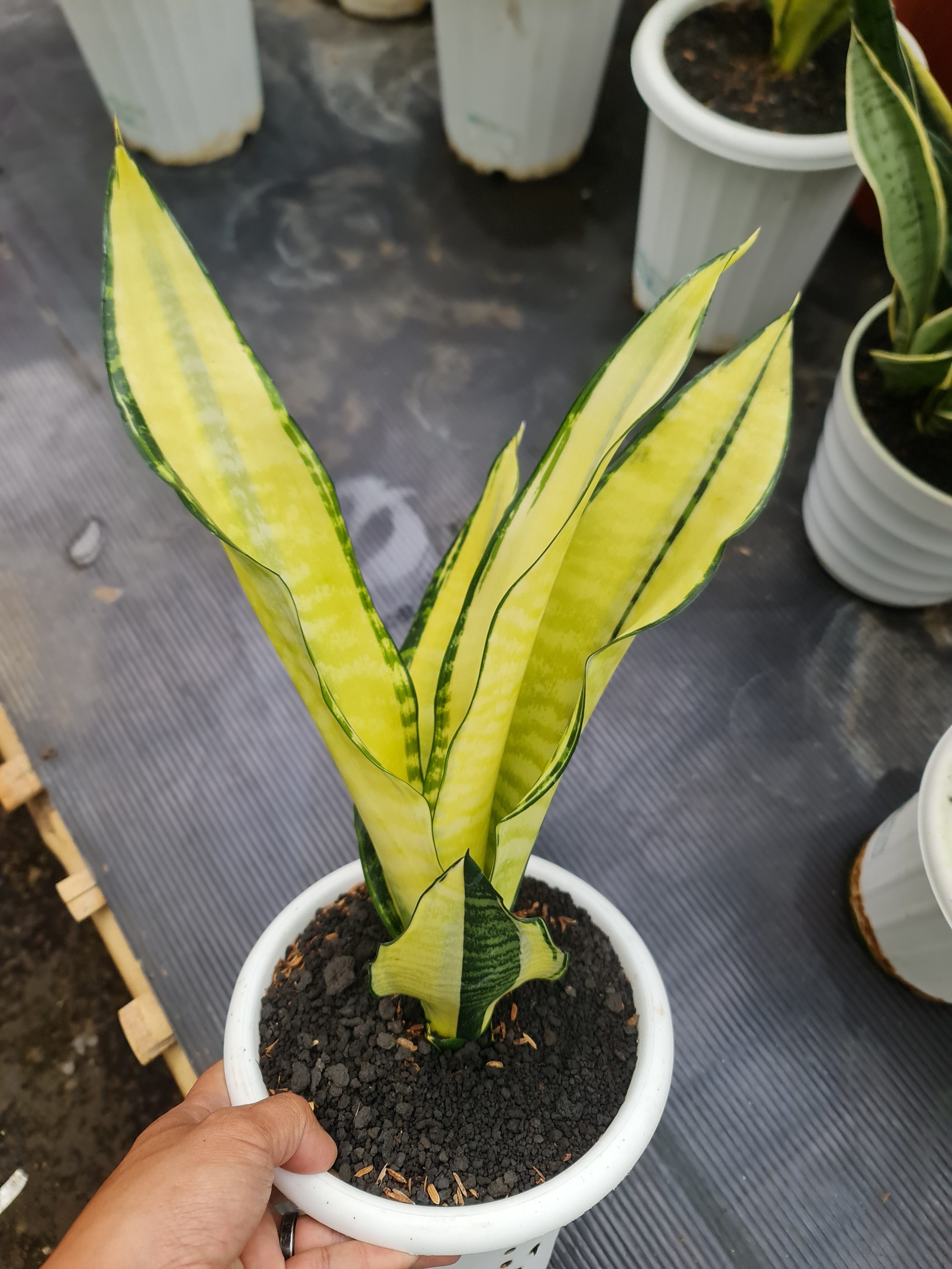 Sansevieria Futura Cream Variegated, real gallery image #1 plants. Picture taken directly from kaktus.id community Sansevieria farmer green houses.