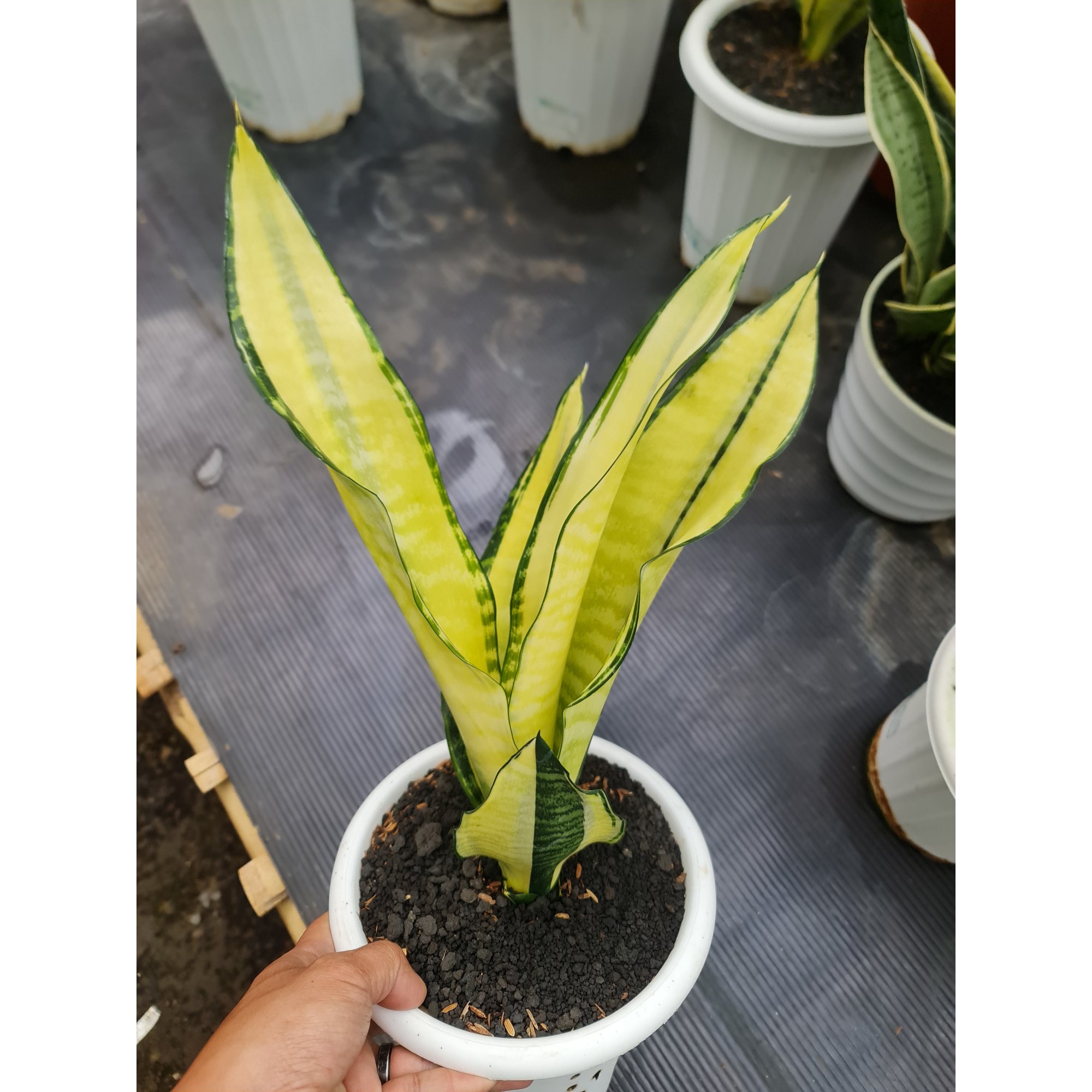 Sansevieria Futura Cream Variegated, real feature image plant. Picture taken directly from kaktus.id community Sansevieria farmer green houses.