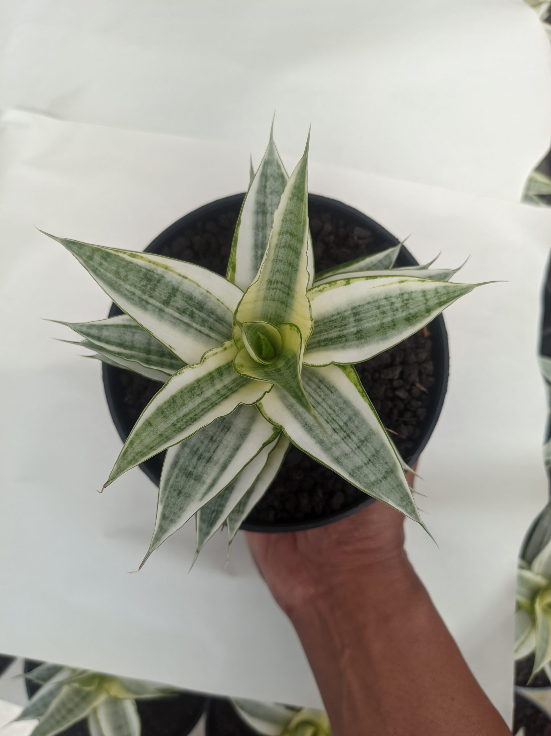 Sansevieria Gabriela White Variegated, real gallery image #1 plants. Picture taken directly from kaktus.id community Sansevieria farmer green houses.