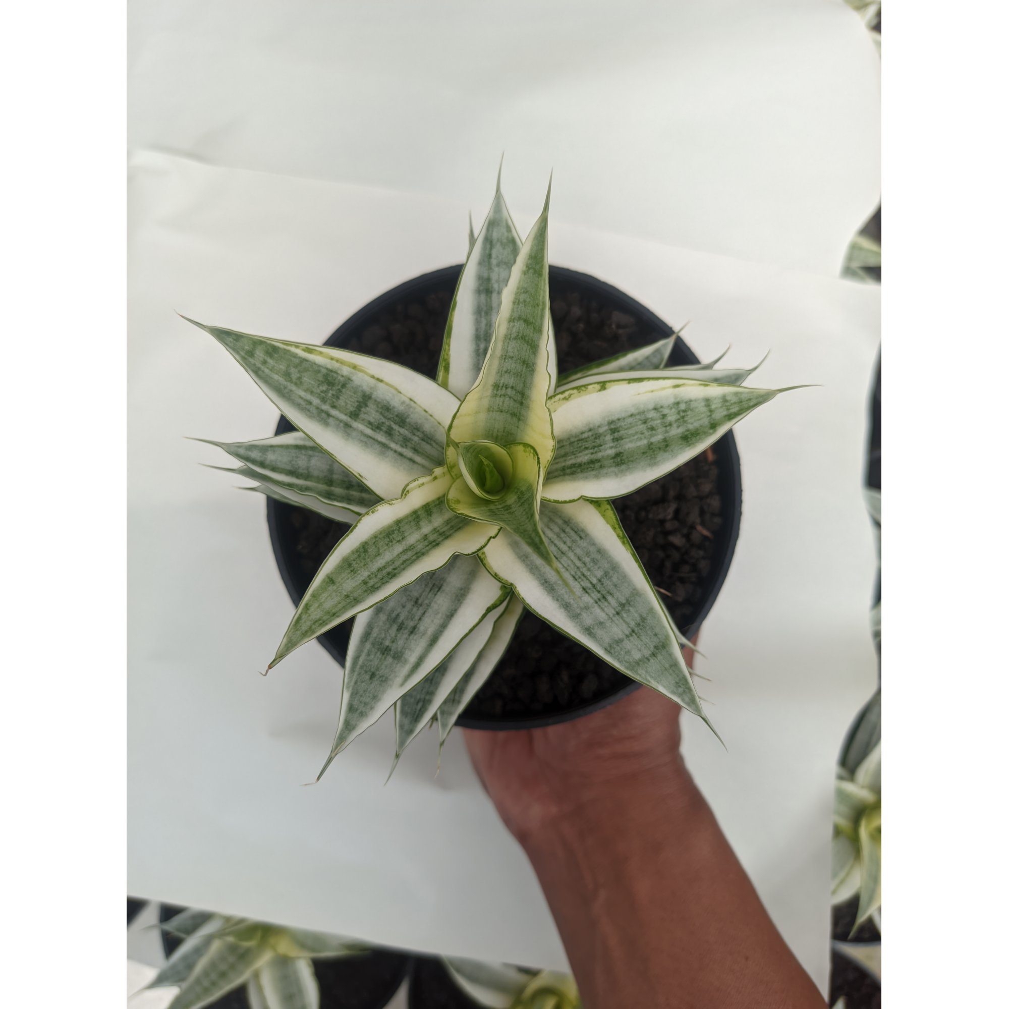 Sansevieria Gabriela White Variegated, real feature image plant. Picture taken directly from kaktus.id community Sansevieria farmer green houses.