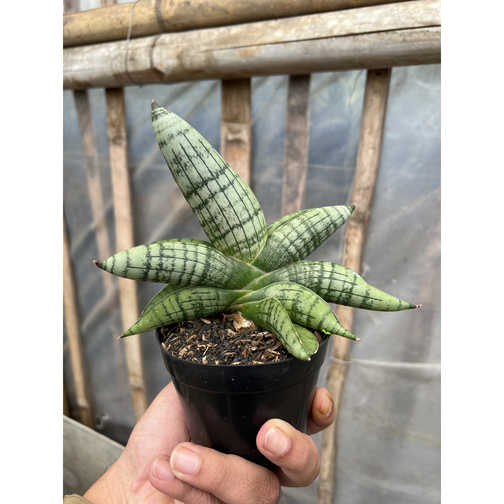 Sansevieria Gagah, real feature image plant. Picture taken directly from kaktus.id community Sansevieria farmer green houses.