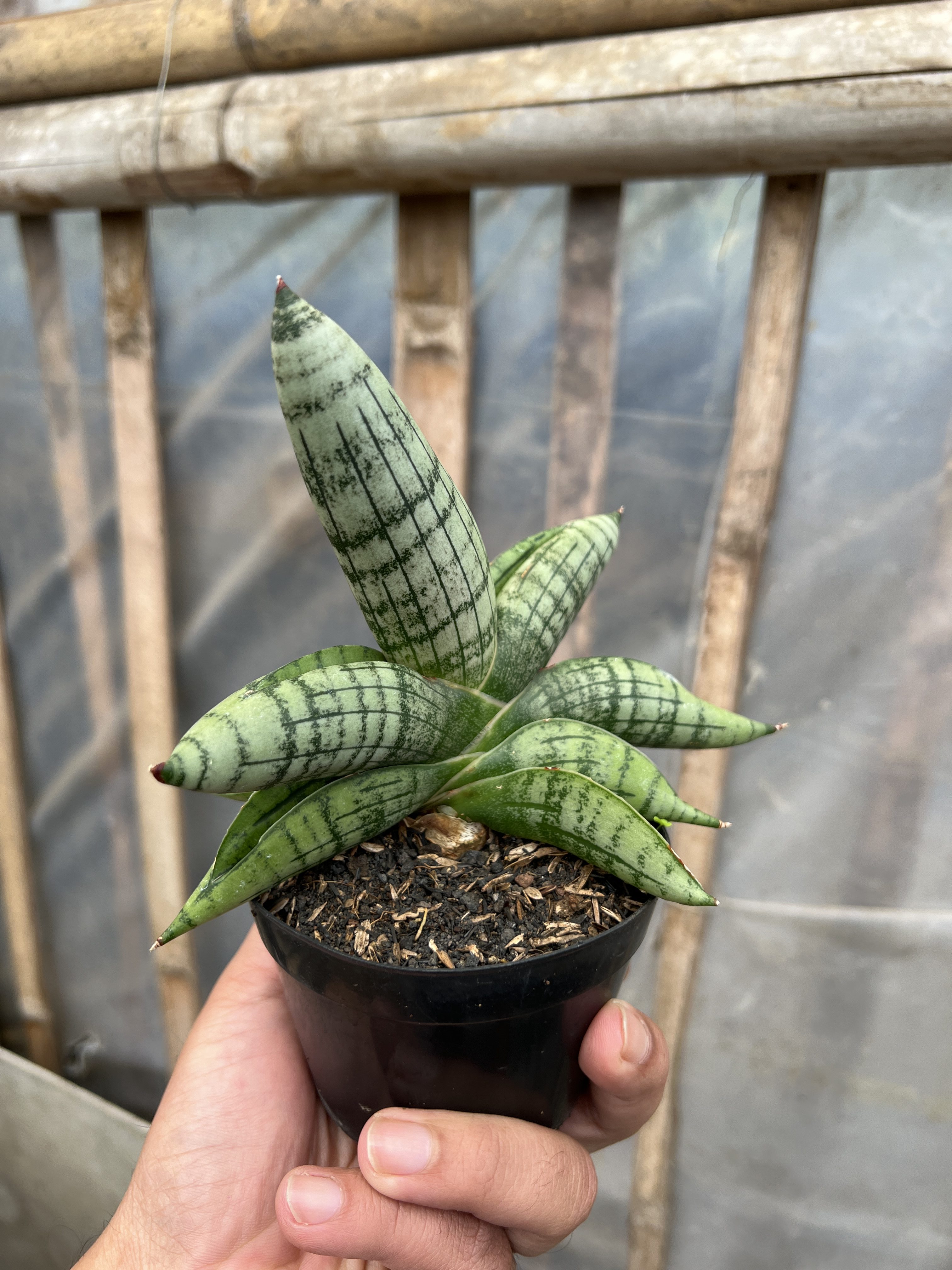 Sansevieria Gagah, real gallery image #1 plants. Picture taken directly from kaktus.id community Sansevieria farmer green houses.