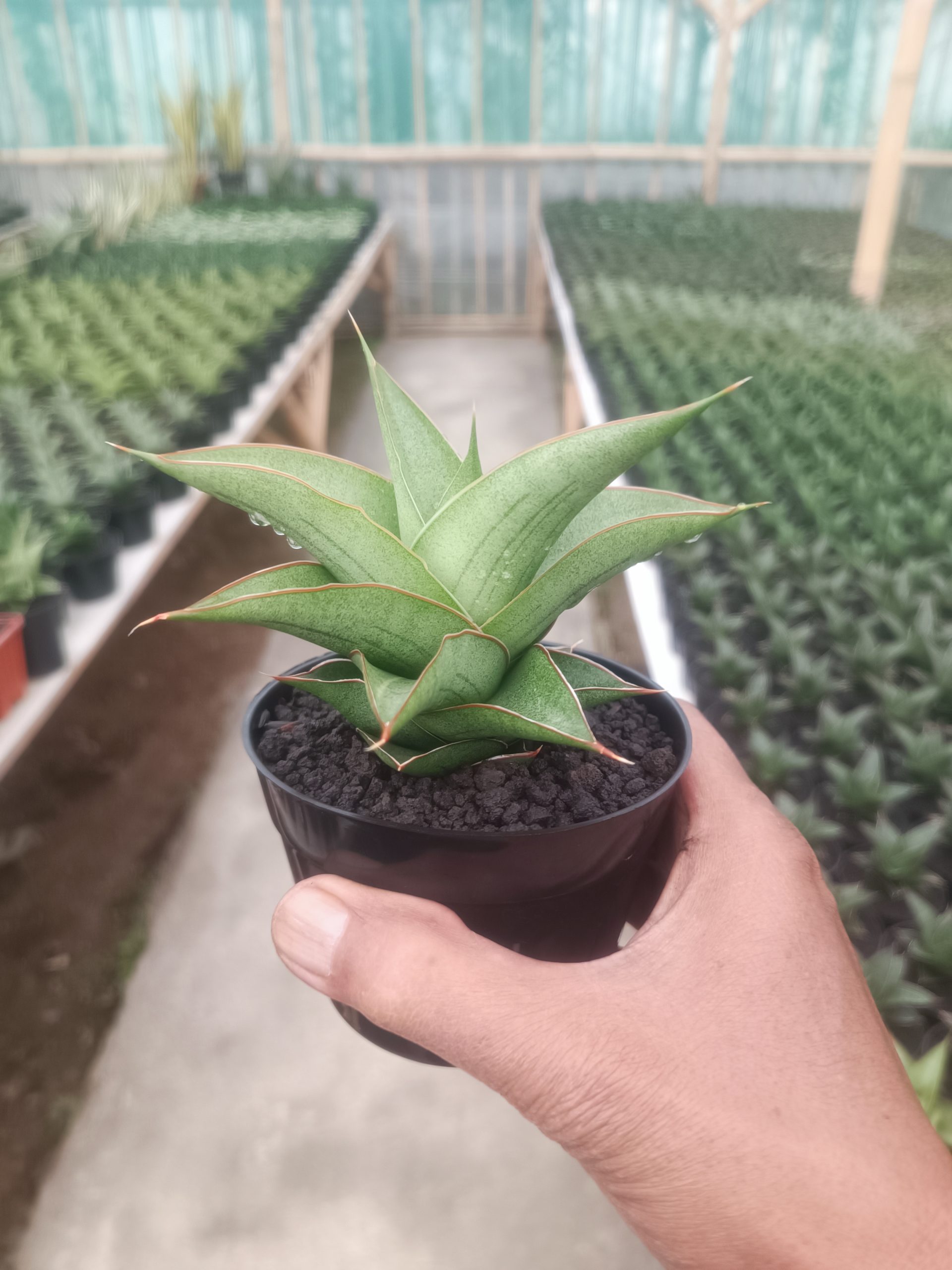 Sansevieria Garuda, real gallery image #1 plants. Picture taken directly from kaktus.id community Sansevieria farmer green houses.