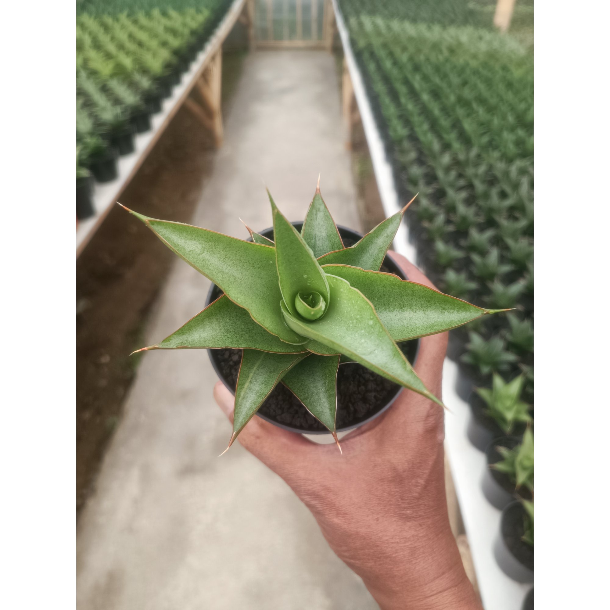 Sansevieria Garuda, real feature image plant. Picture taken directly from kaktus.id community Sansevieria farmer green houses.