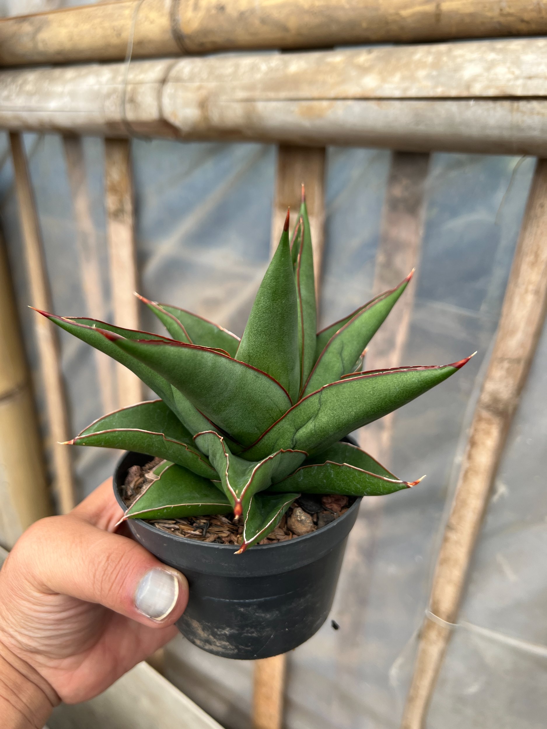 Sansevieria Goflame, real gallery image #1 plants. Picture taken directly from kaktus.id community Sansevieria farmer green houses.