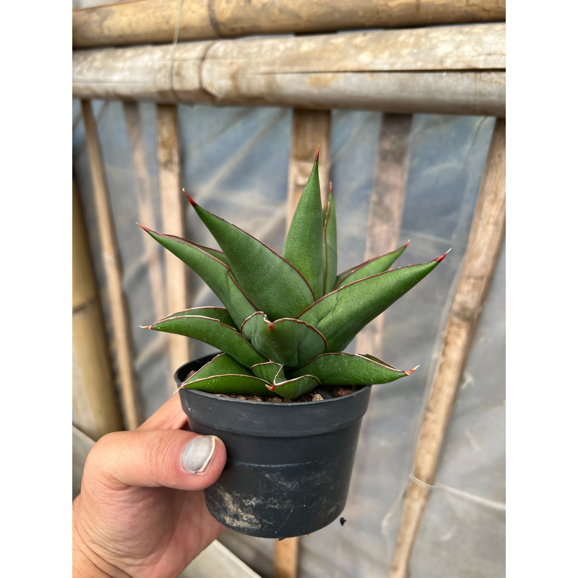 Sansevieria Goflame, real feature image plant. Picture taken directly from kaktus.id community Sansevieria farmer green houses.