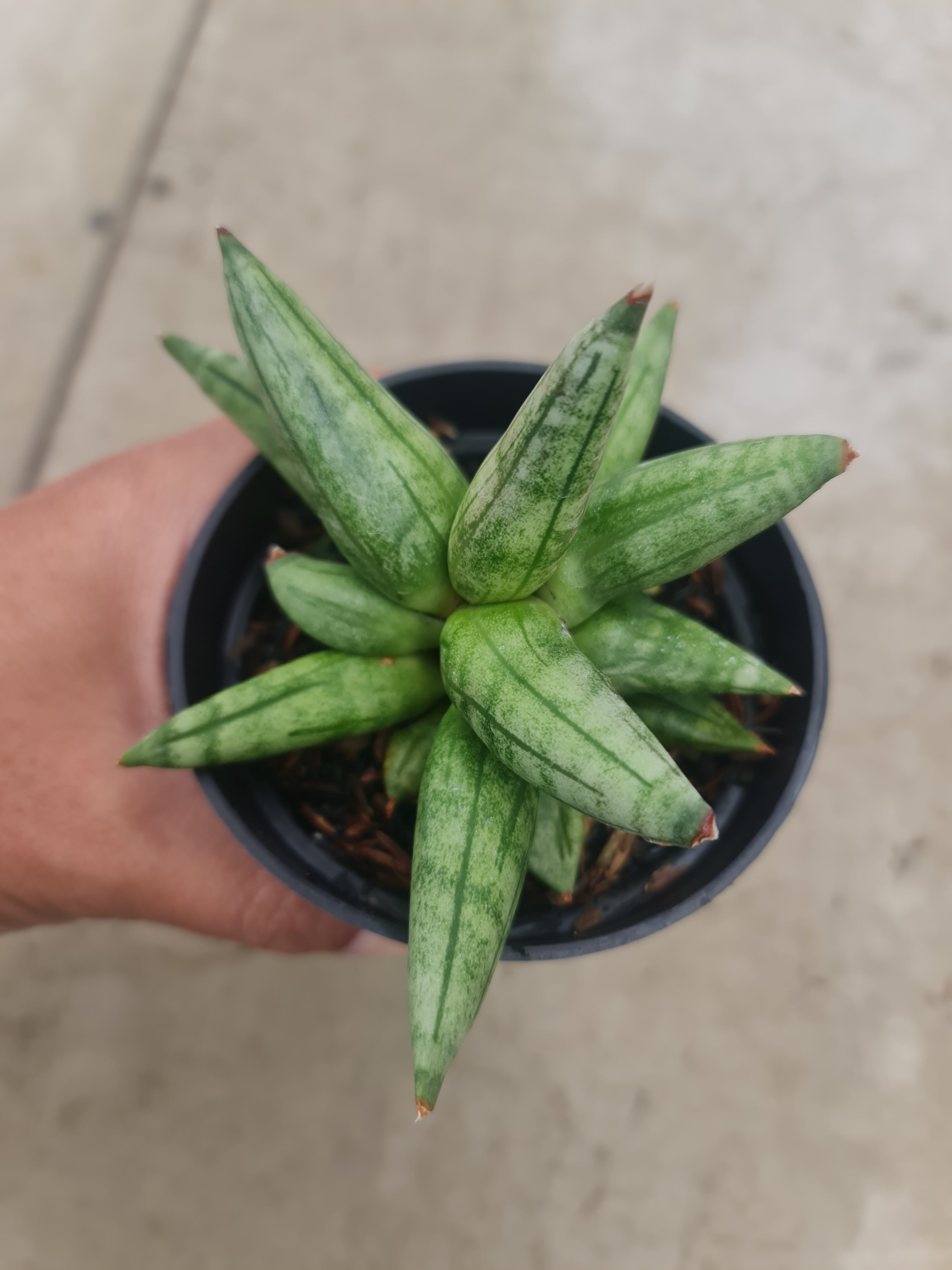 Sansevieria Hadgehog, real gallery image #1 plants. Picture taken directly from kaktus.id community Sansevieria farmer green houses.