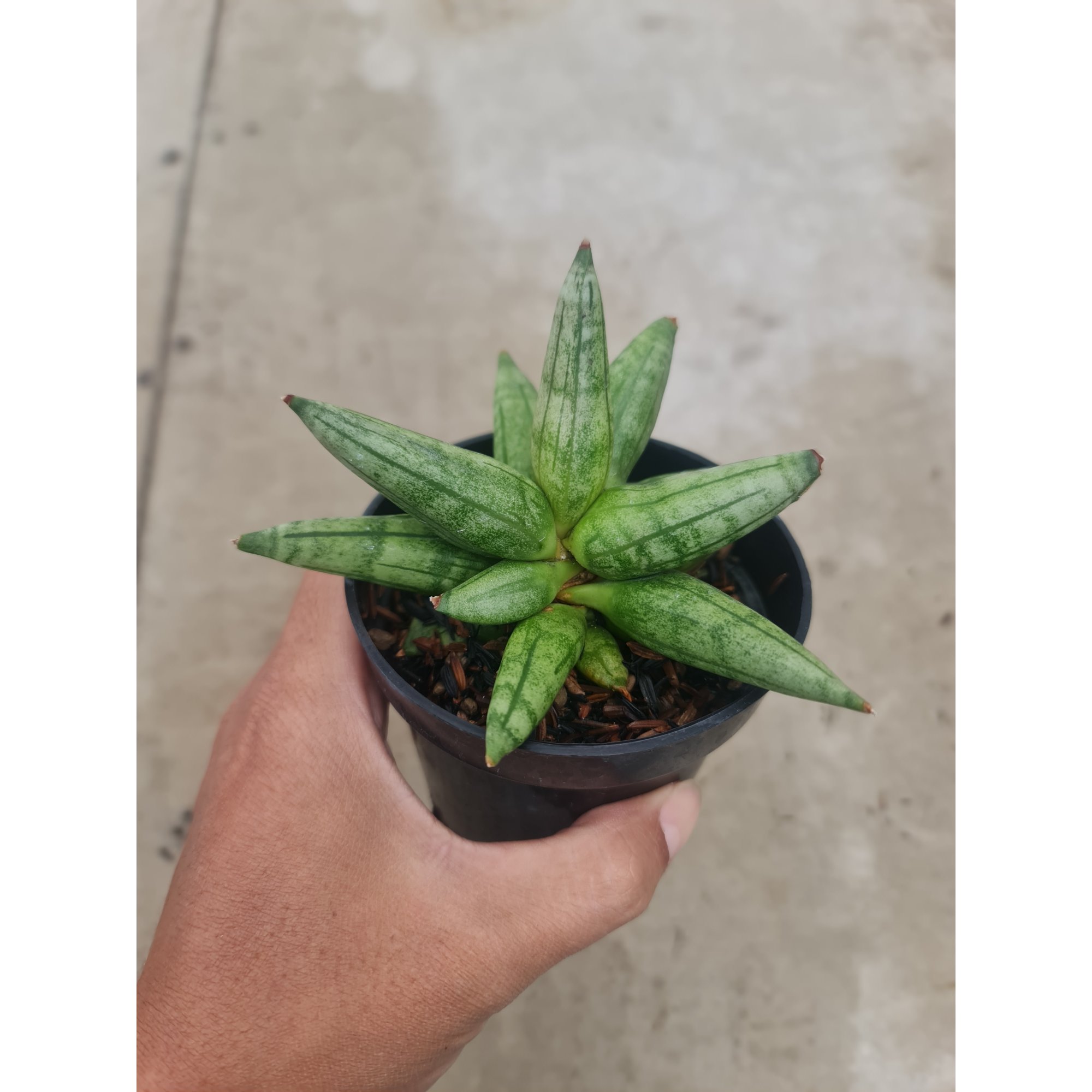 Sansevieria Hadgehog, real feature image plant. Picture taken directly from kaktus.id community Sansevieria farmer green houses.
