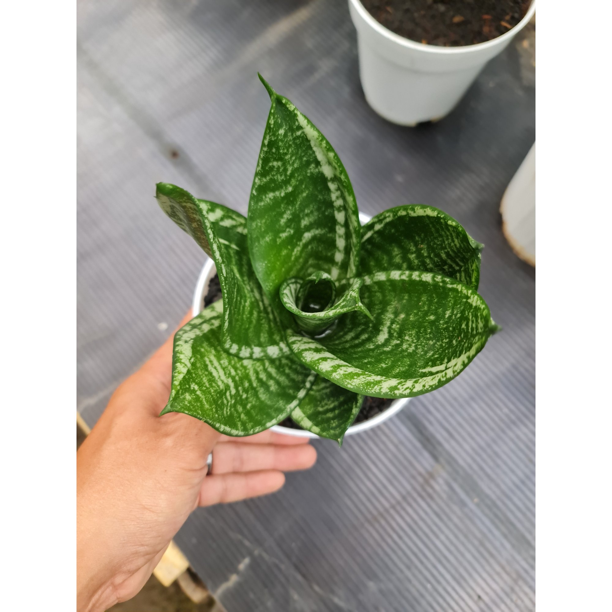 Sansevieria Hahniii Martiana, real feature image plant. Picture taken directly from kaktus.id community Sansevieria farmer green houses.